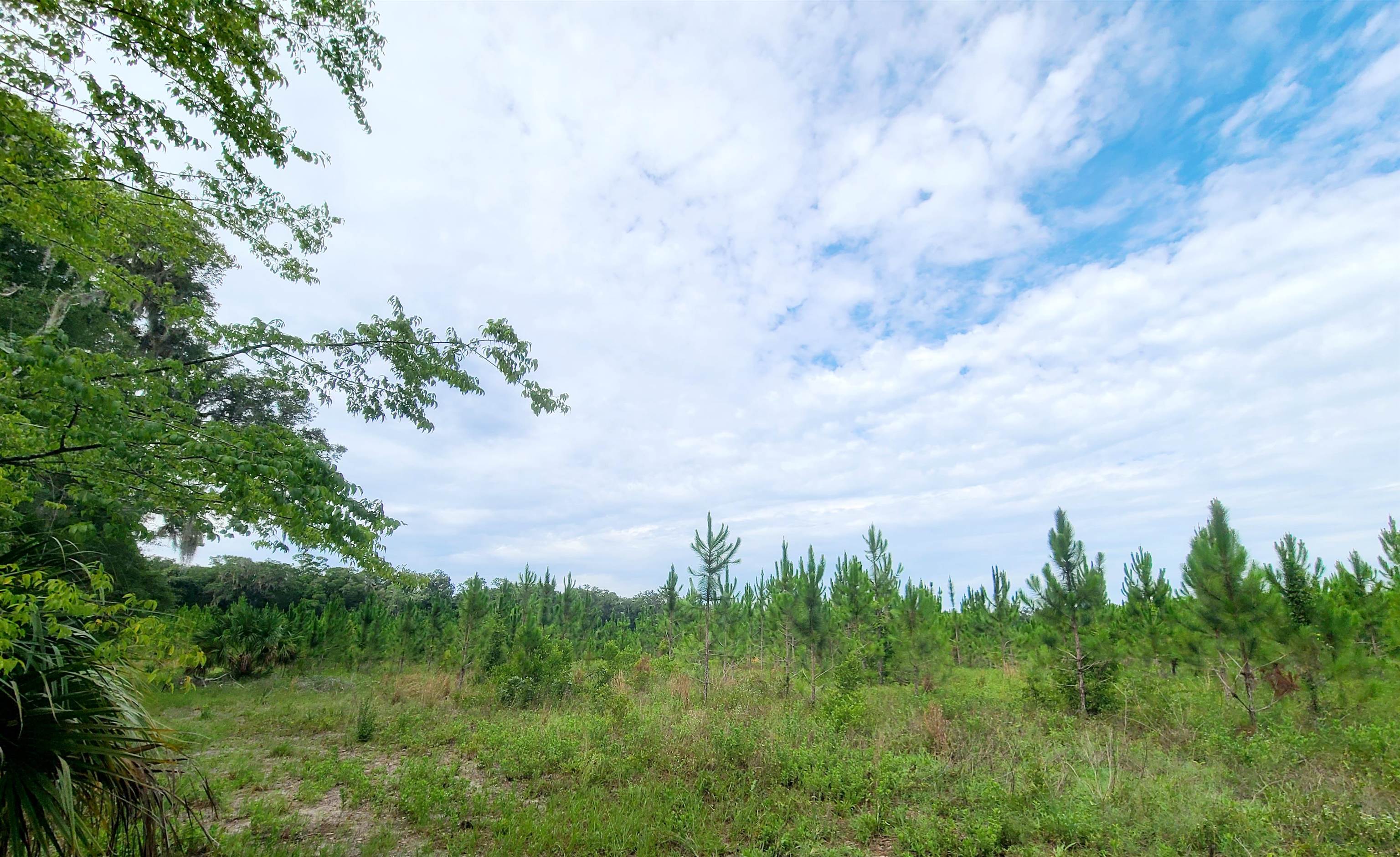 21.24 Acres NE 247th Avenue, Cross City, Florida image 11