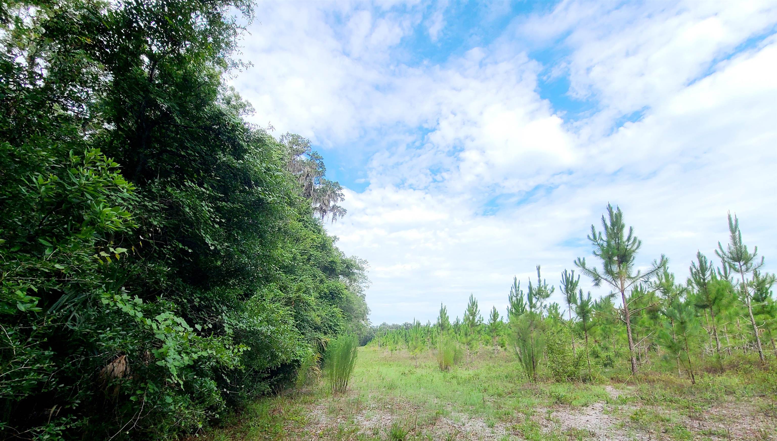 21.24 Acres NE 247th Avenue, Cross City, Florida image 20