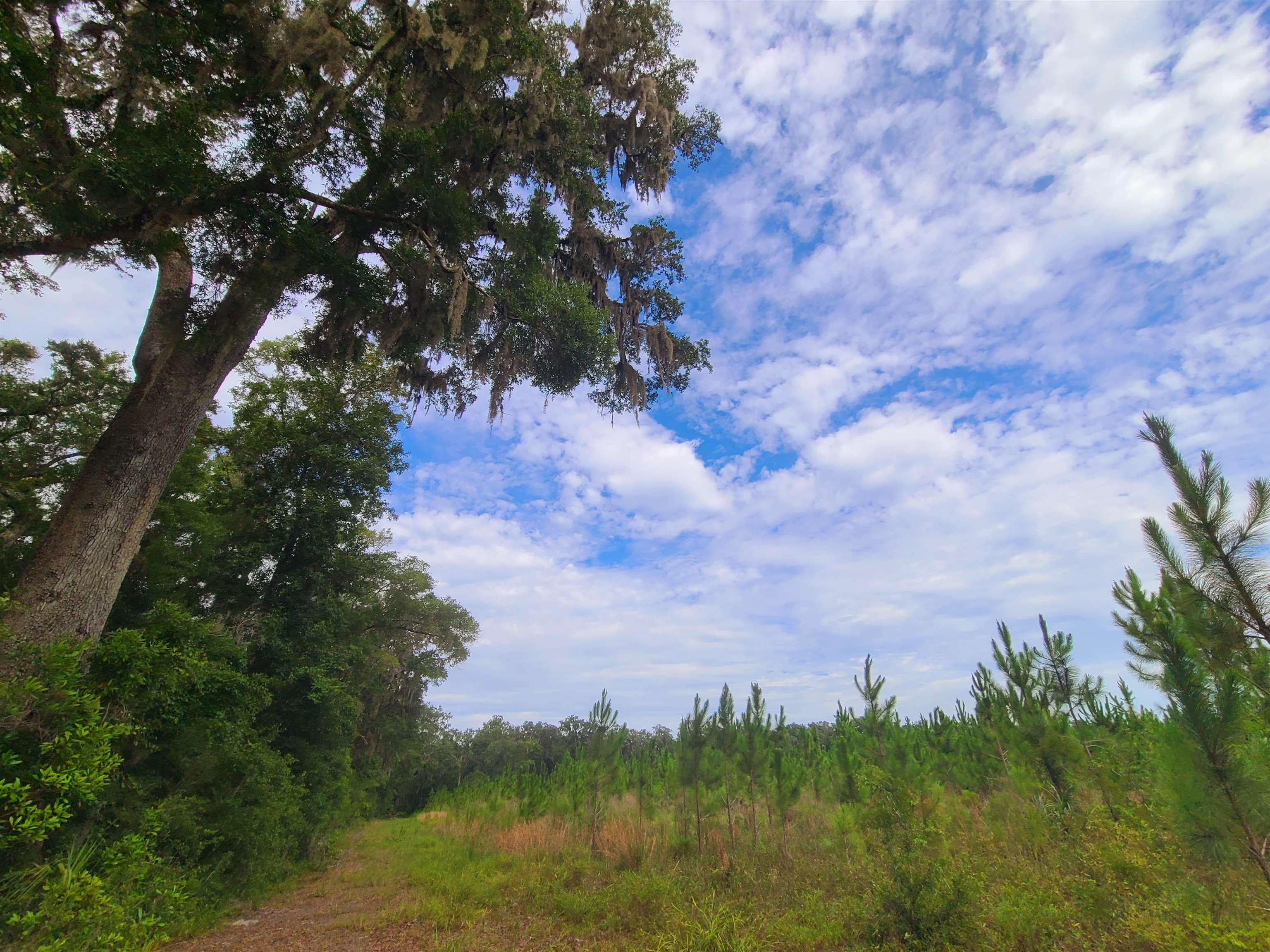 21.24 Acres NE 247th Avenue, Cross City, Florida image 21