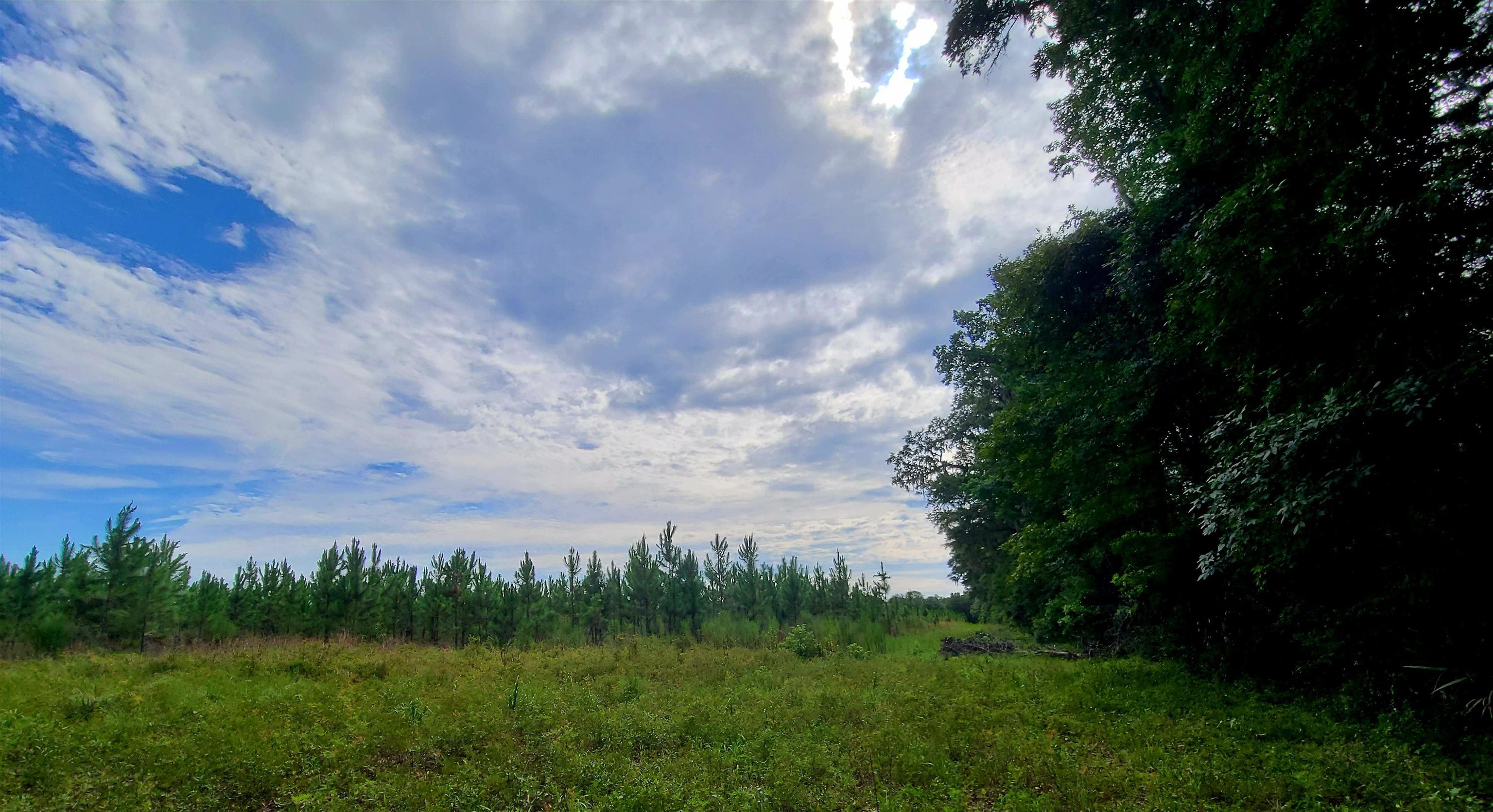 21.24 Acres NE 247th Avenue, Cross City, Florida image 22