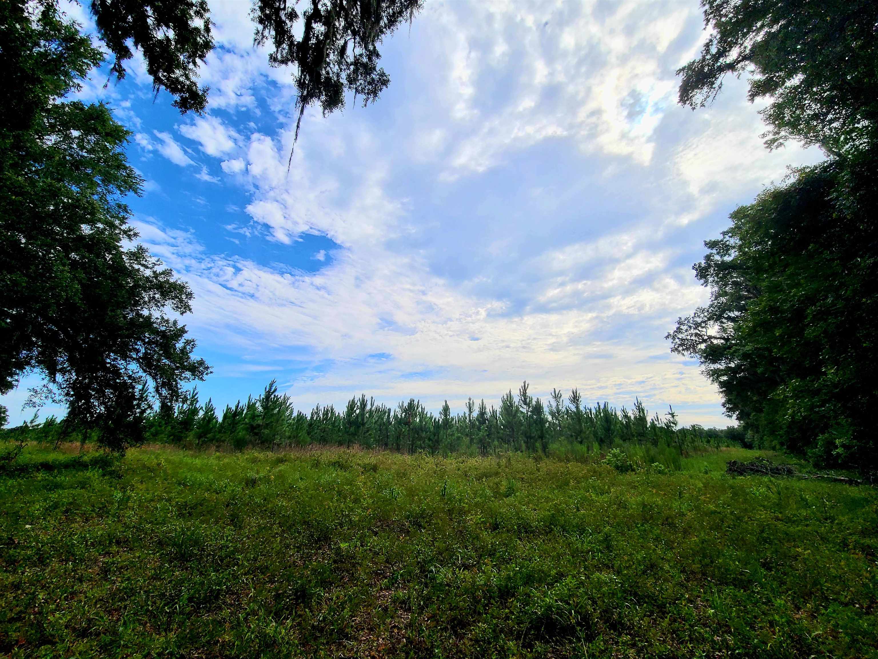21.24 Acres NE 247th Avenue, Cross City, Florida image 28