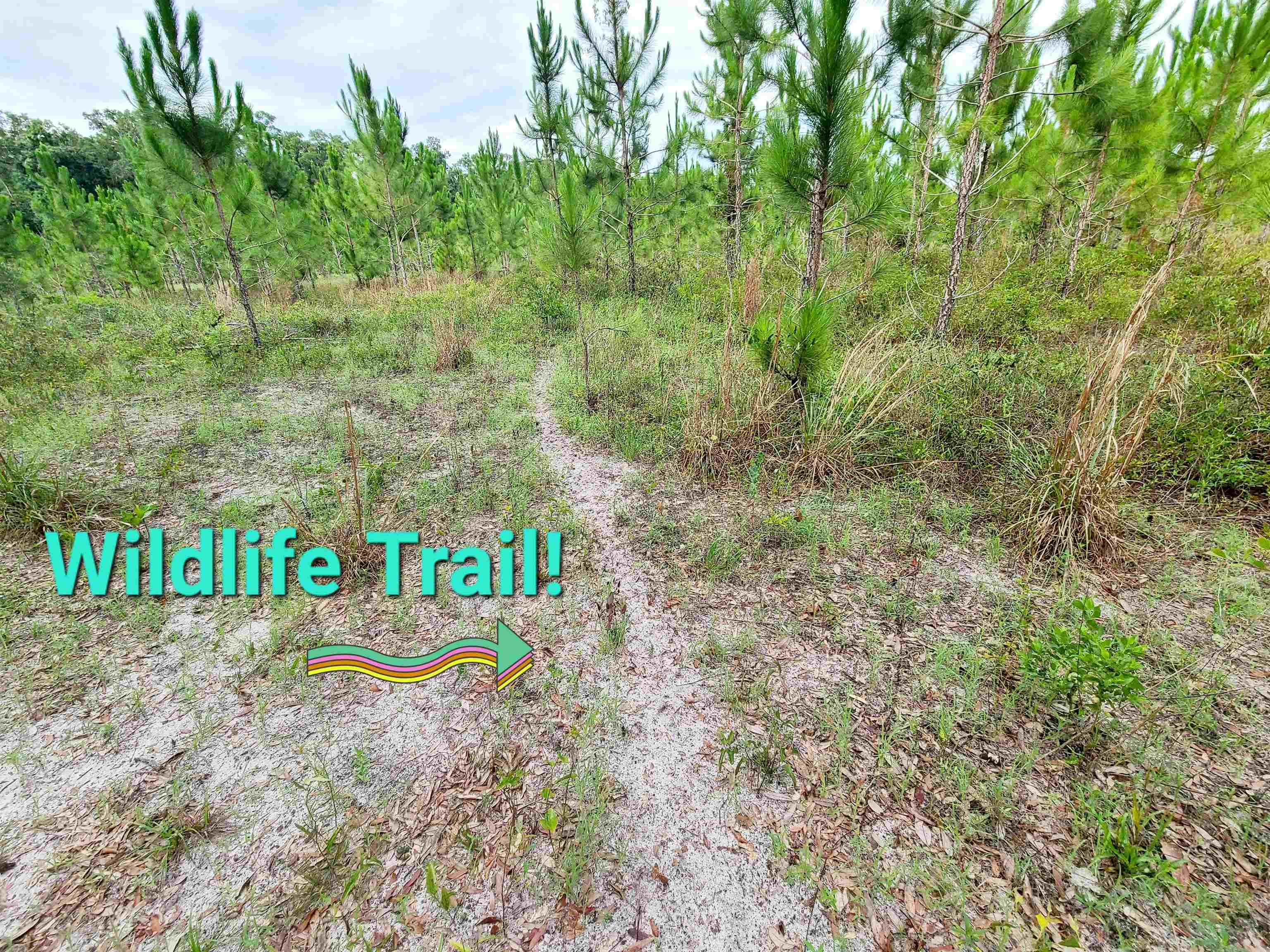 21.24 Acres NE 247th Avenue, Cross City, Florida image 5