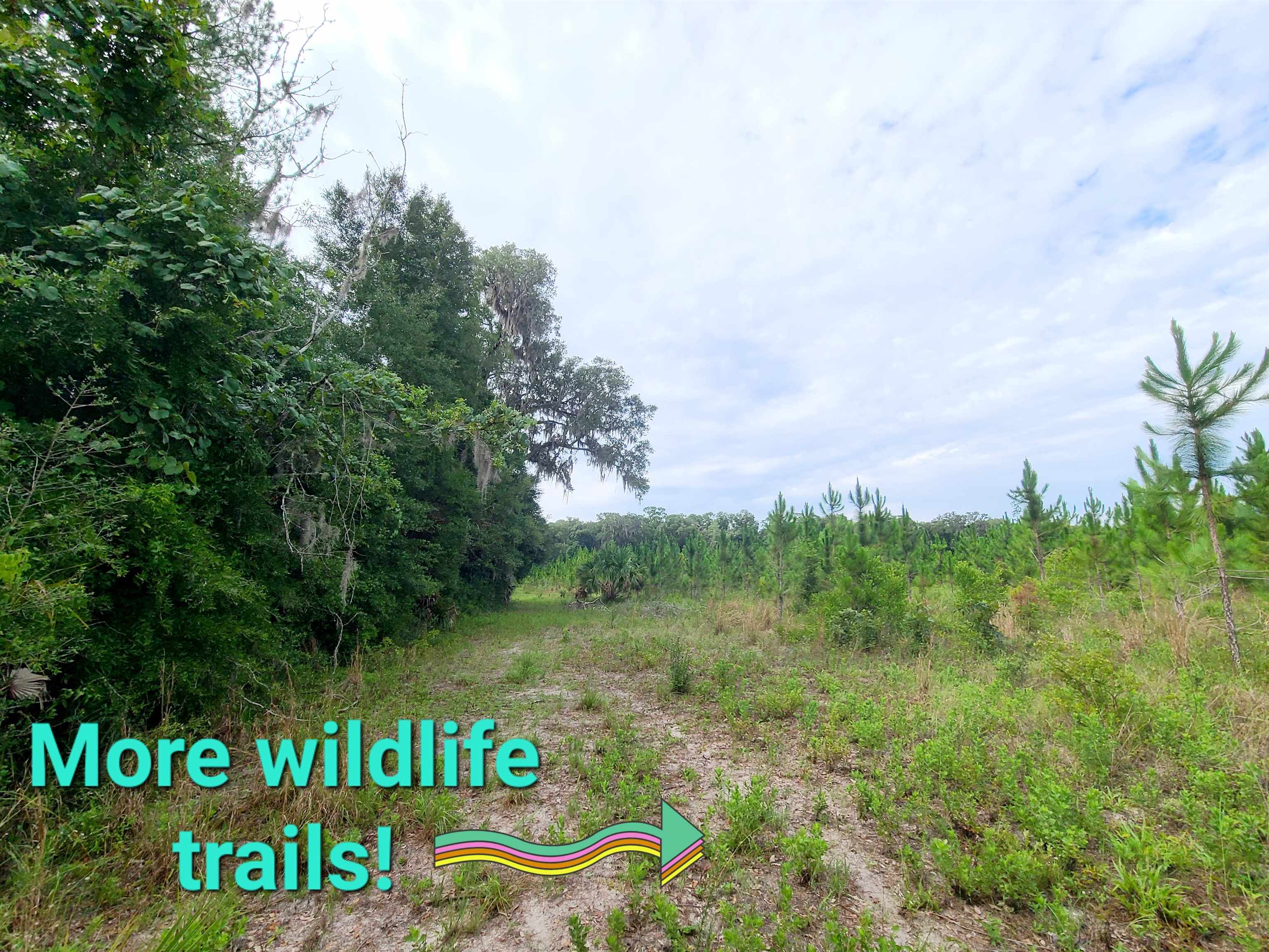 21.24 Acres NE 247th Avenue, Cross City, Florida image 7