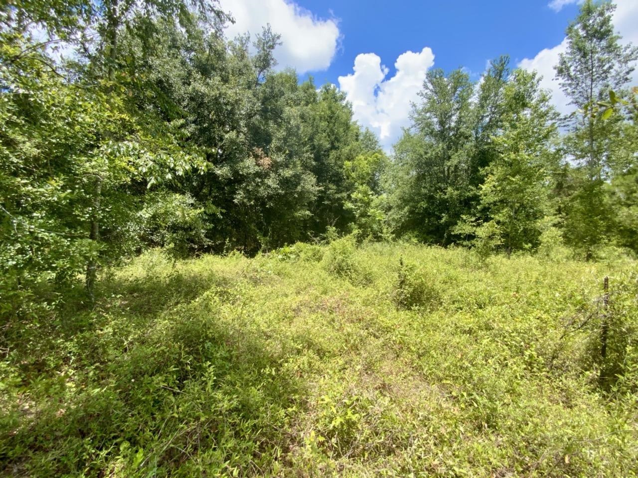 Vacant NE Dandelion Street, Madison, Florida image 11