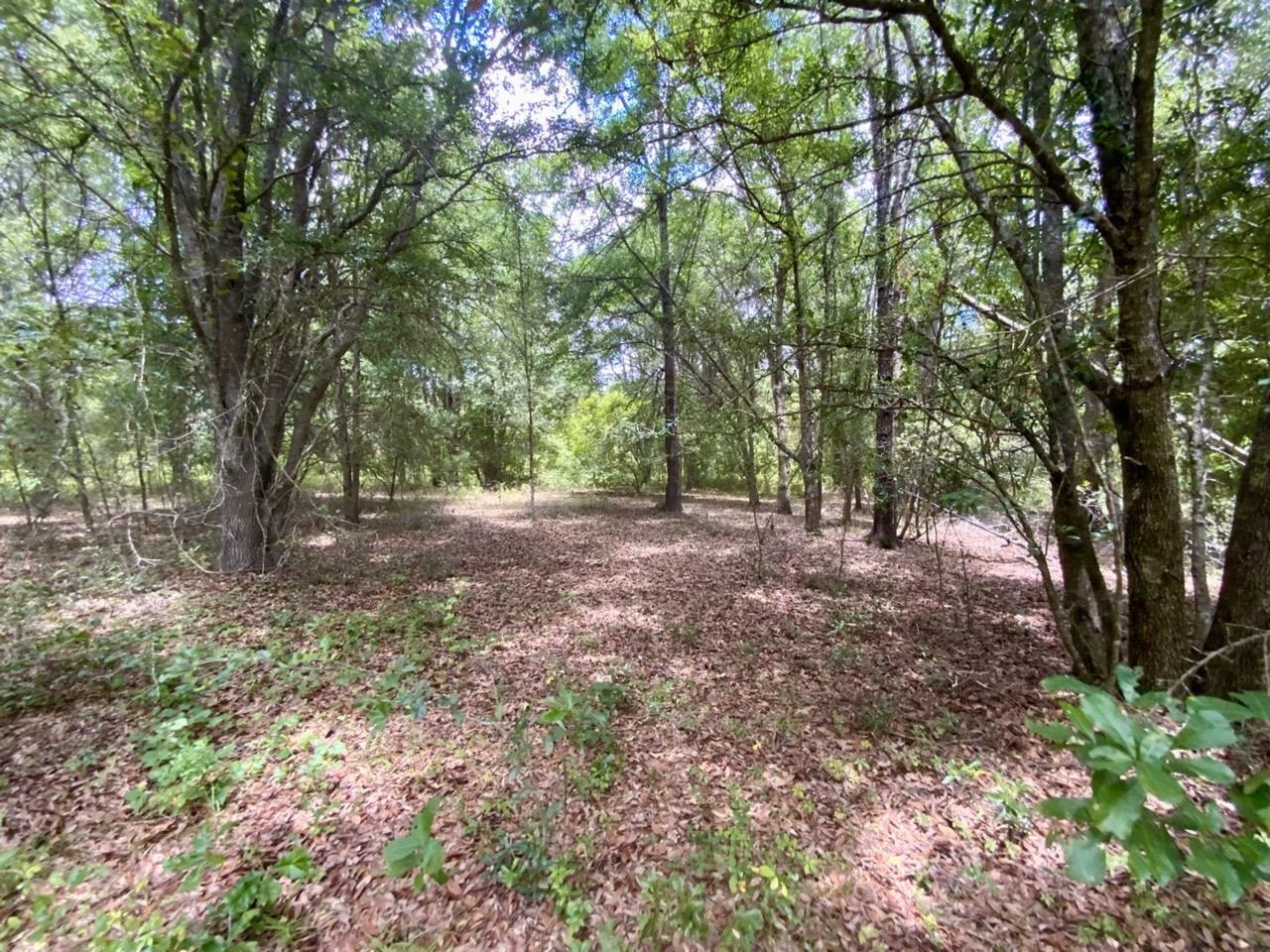 Vacant NE Dandelion Street, Madison, Florida image 12