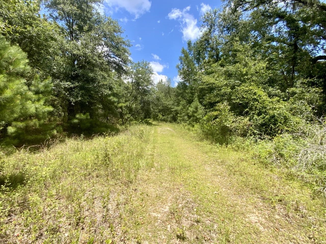 Vacant NE Dandelion Street, Madison, Florida image 2