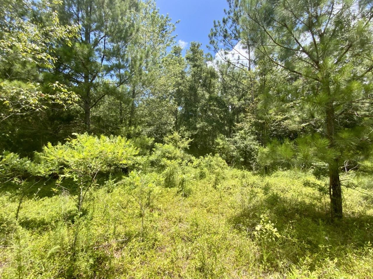 Vacant NE Dandelion Street, Madison, Florida image 5