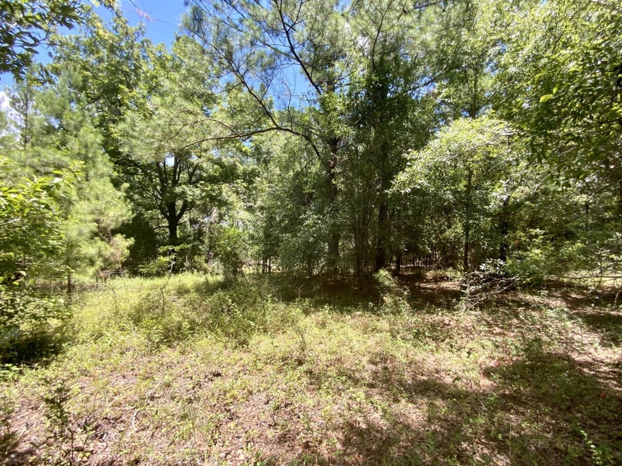 Vacant NE Dandelion Street, Madison, Florida image 6