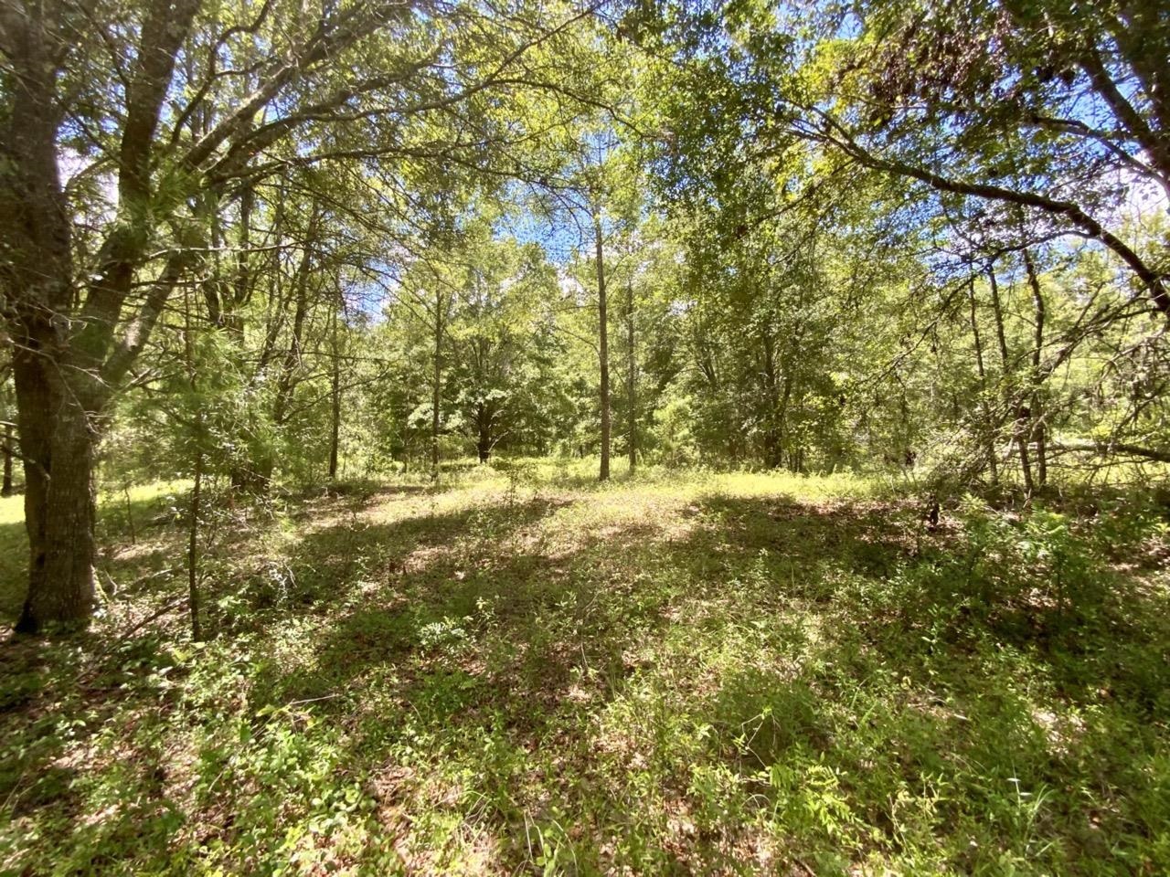 Vacant NE Dandelion Street, Madison, Florida image 7