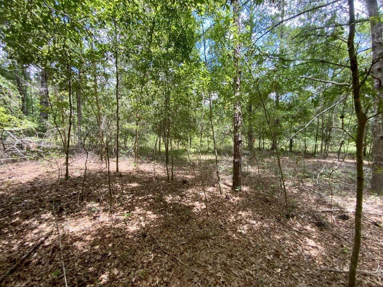 Vacant NE Dandelion Street, Madison, Florida image 9