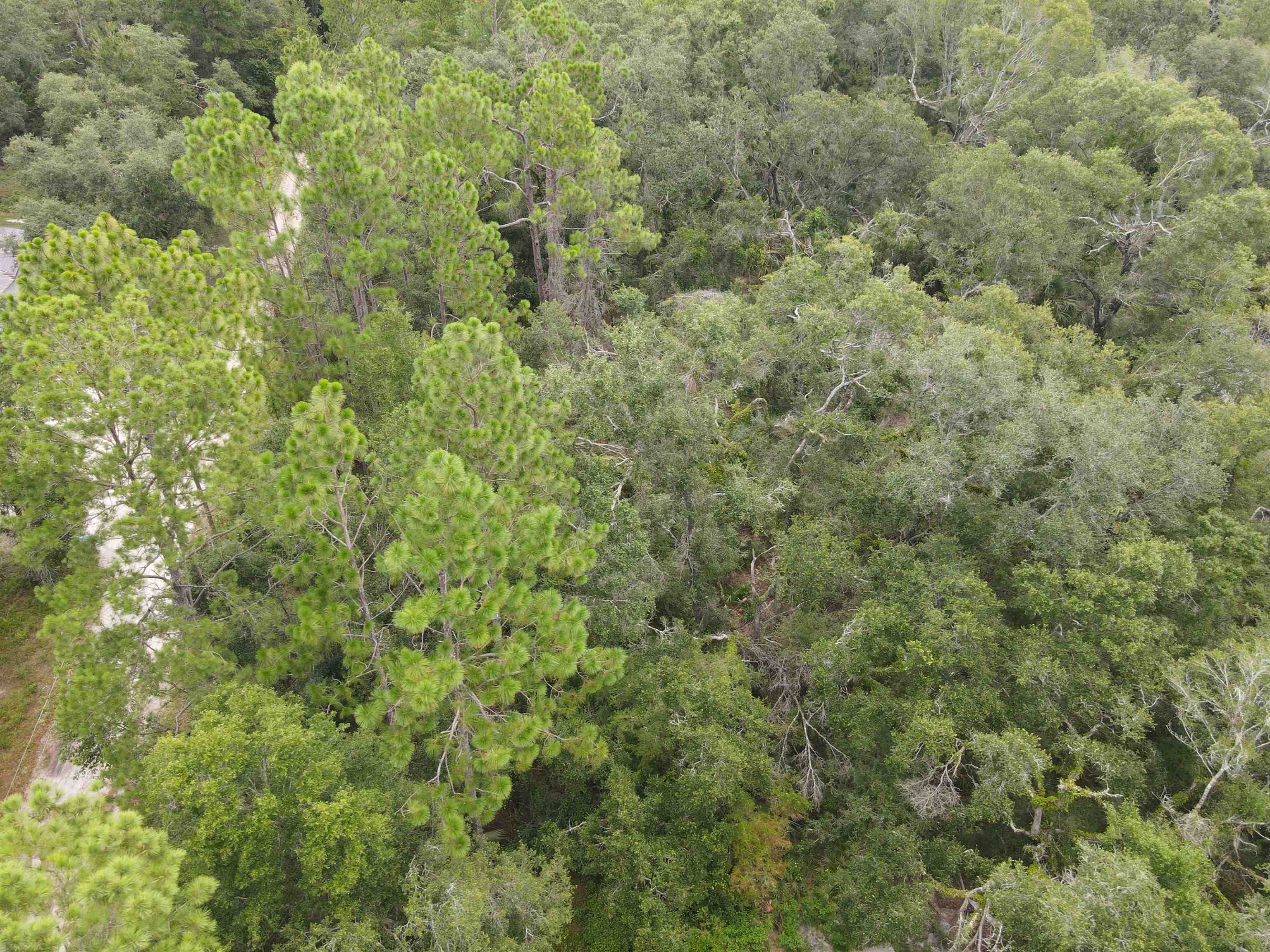 Vacant Kays Rd., Perry, Florida image 16