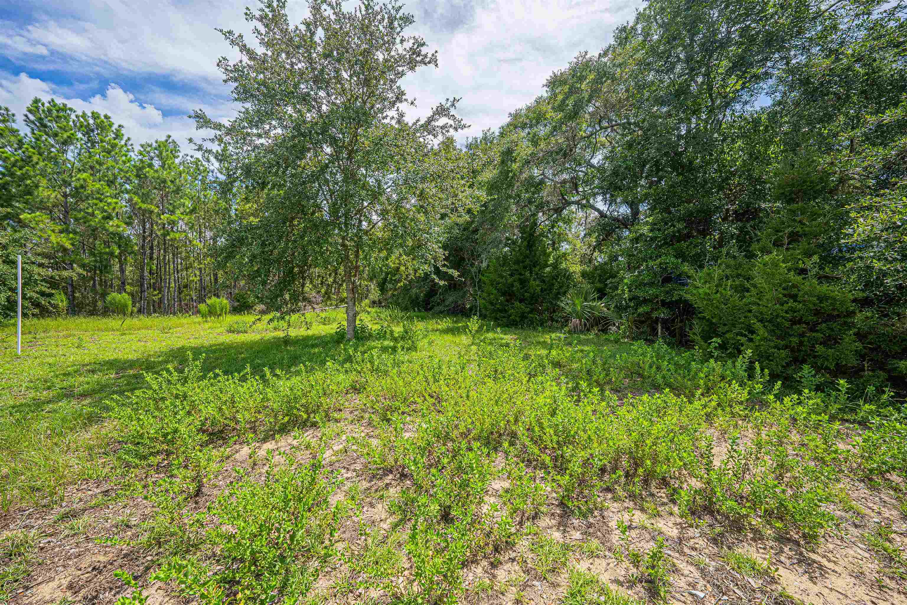 Lot 37 River Shores At Jena, STEINHATCHEE, Florida image 5