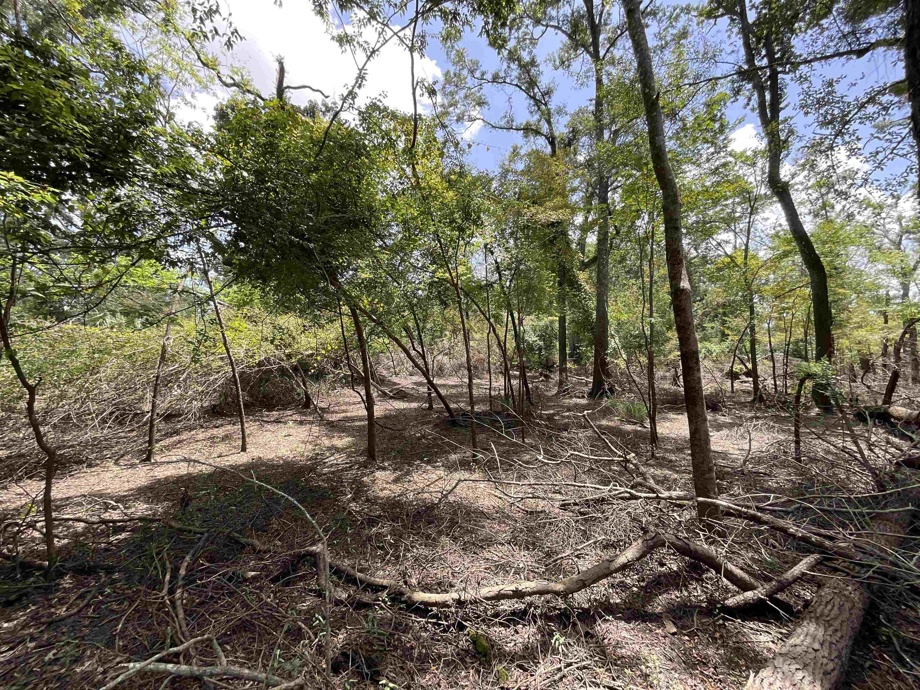 Vacant NW Little Deer Trail, Mayo, Florida image 10