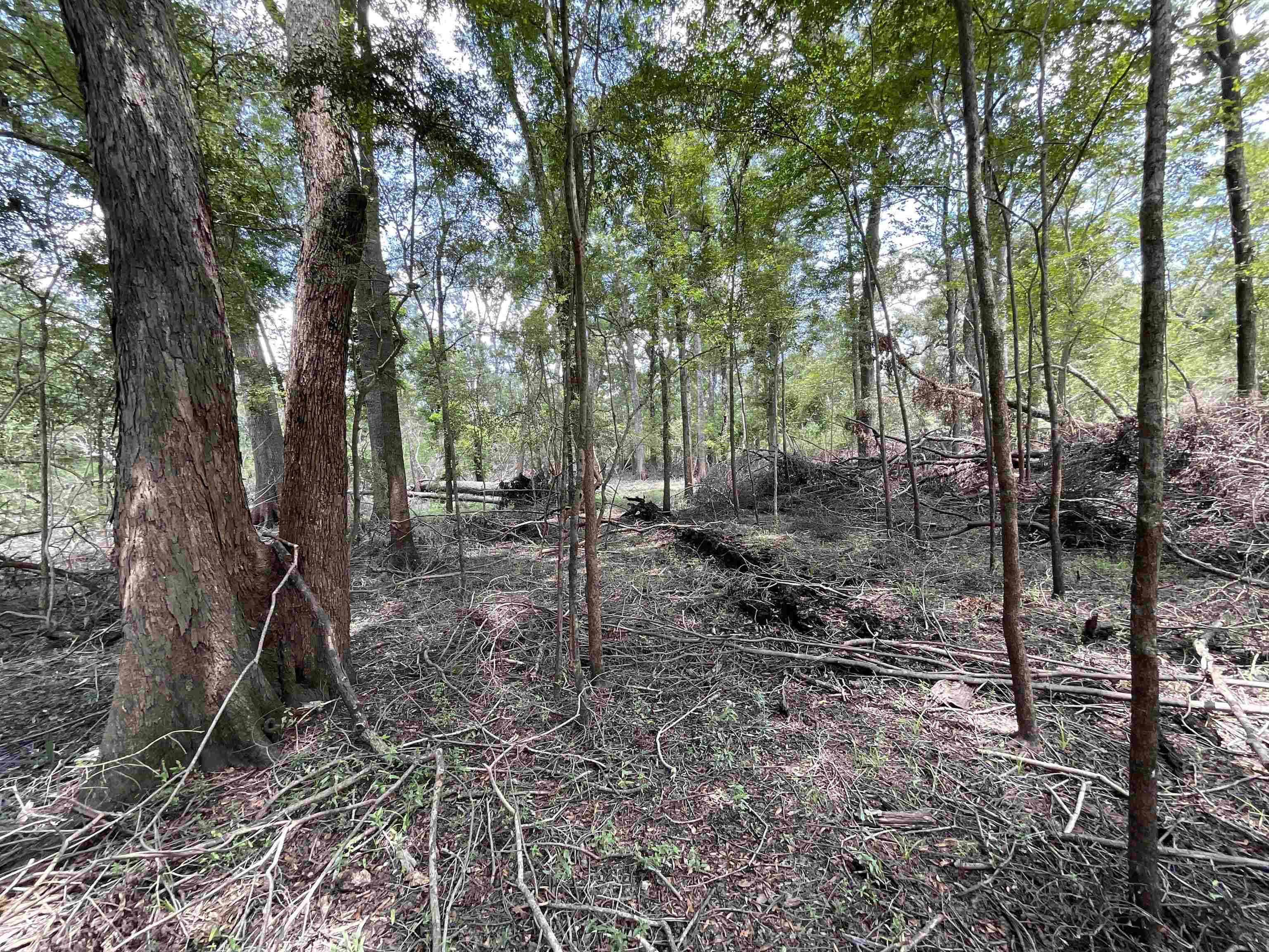 Vacant NW Little Deer Trail, Mayo, Florida image 11