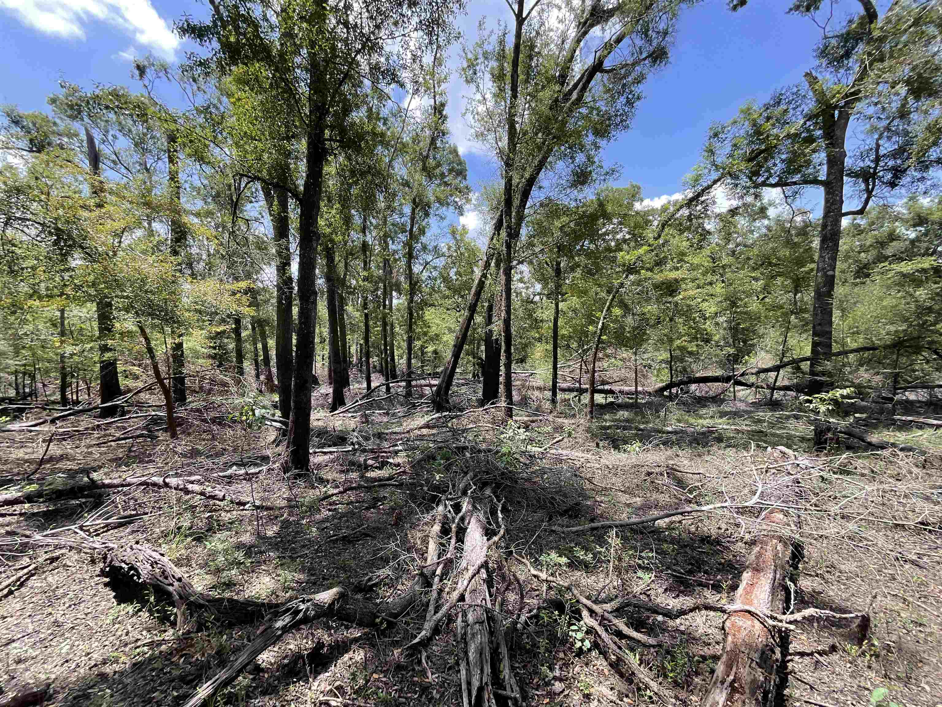 Vacant NW Little Deer Trail, Mayo, Florida image 12