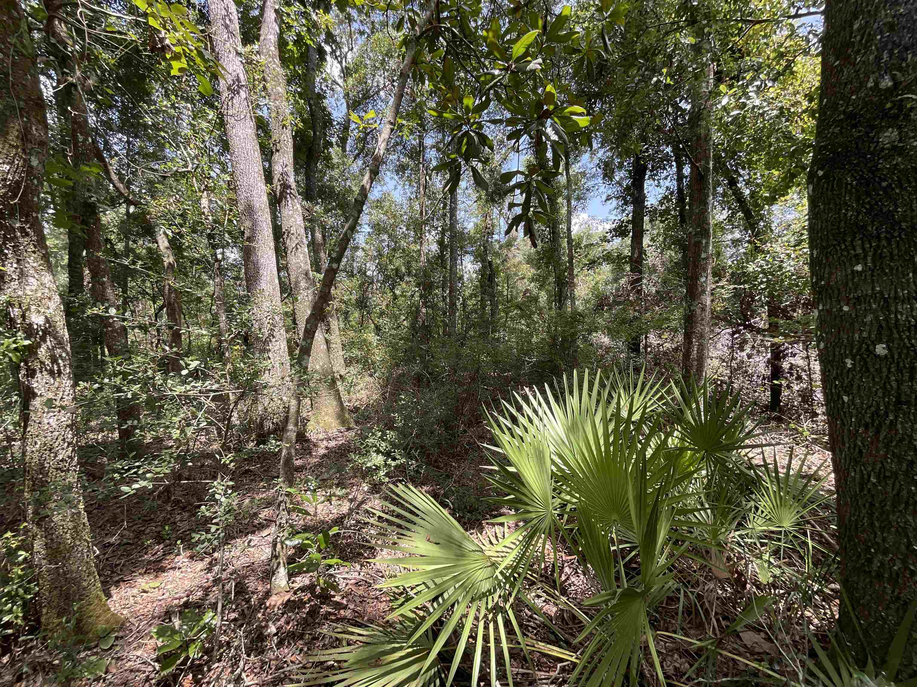 Vacant NW Little Deer Trail, Mayo, Florida image 13