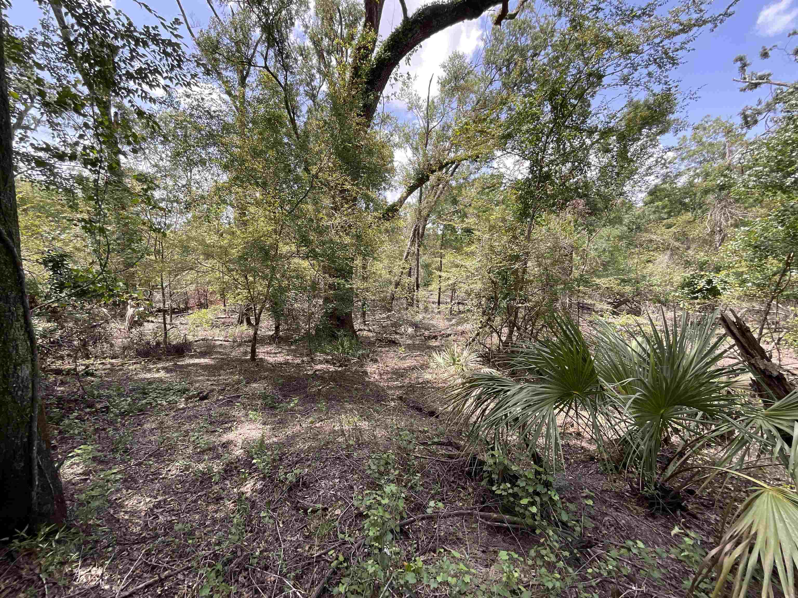 Vacant NW Little Deer Trail, Mayo, Florida image 14