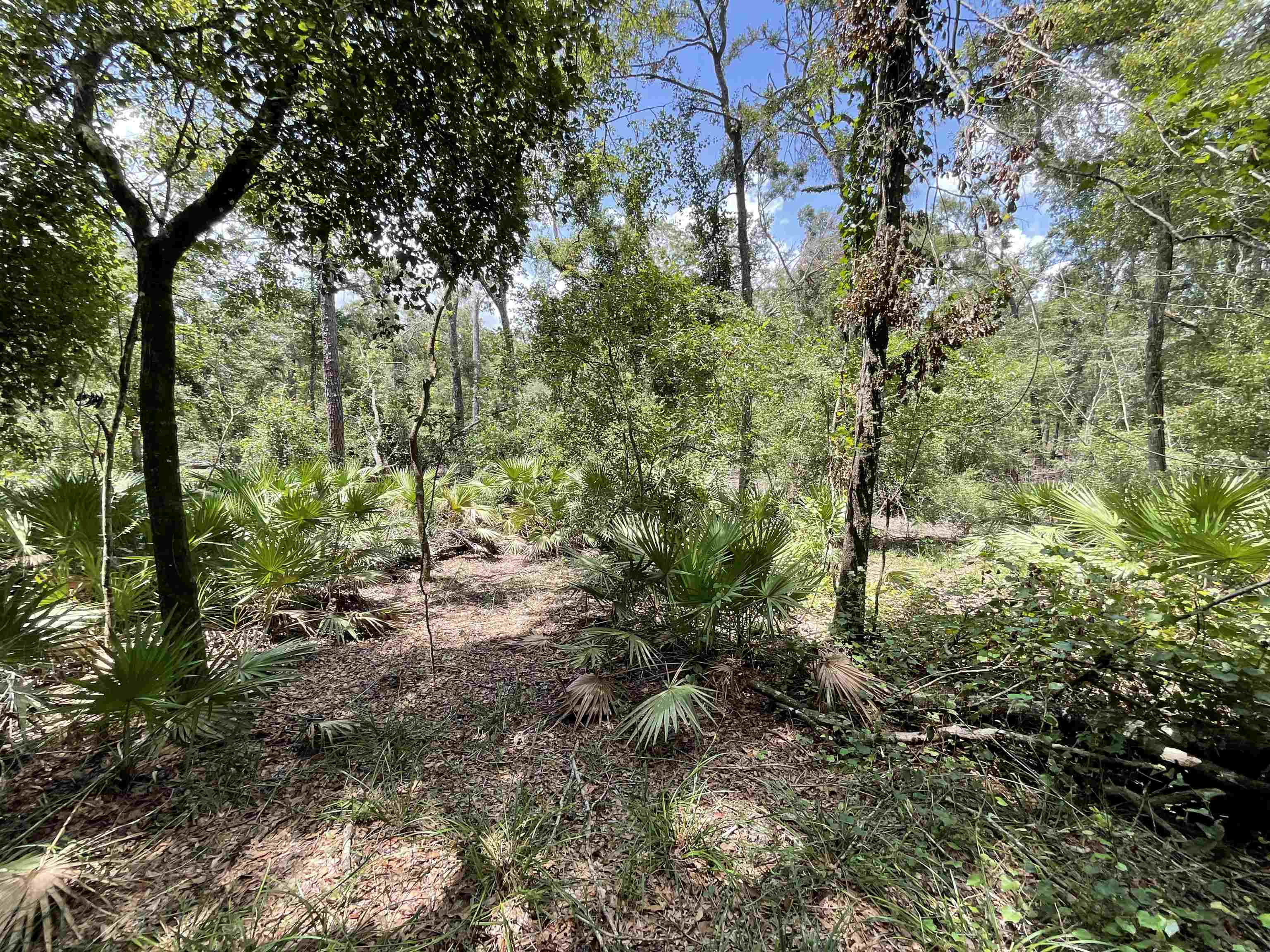 Vacant NW Little Deer Trail, Mayo, Florida image 15