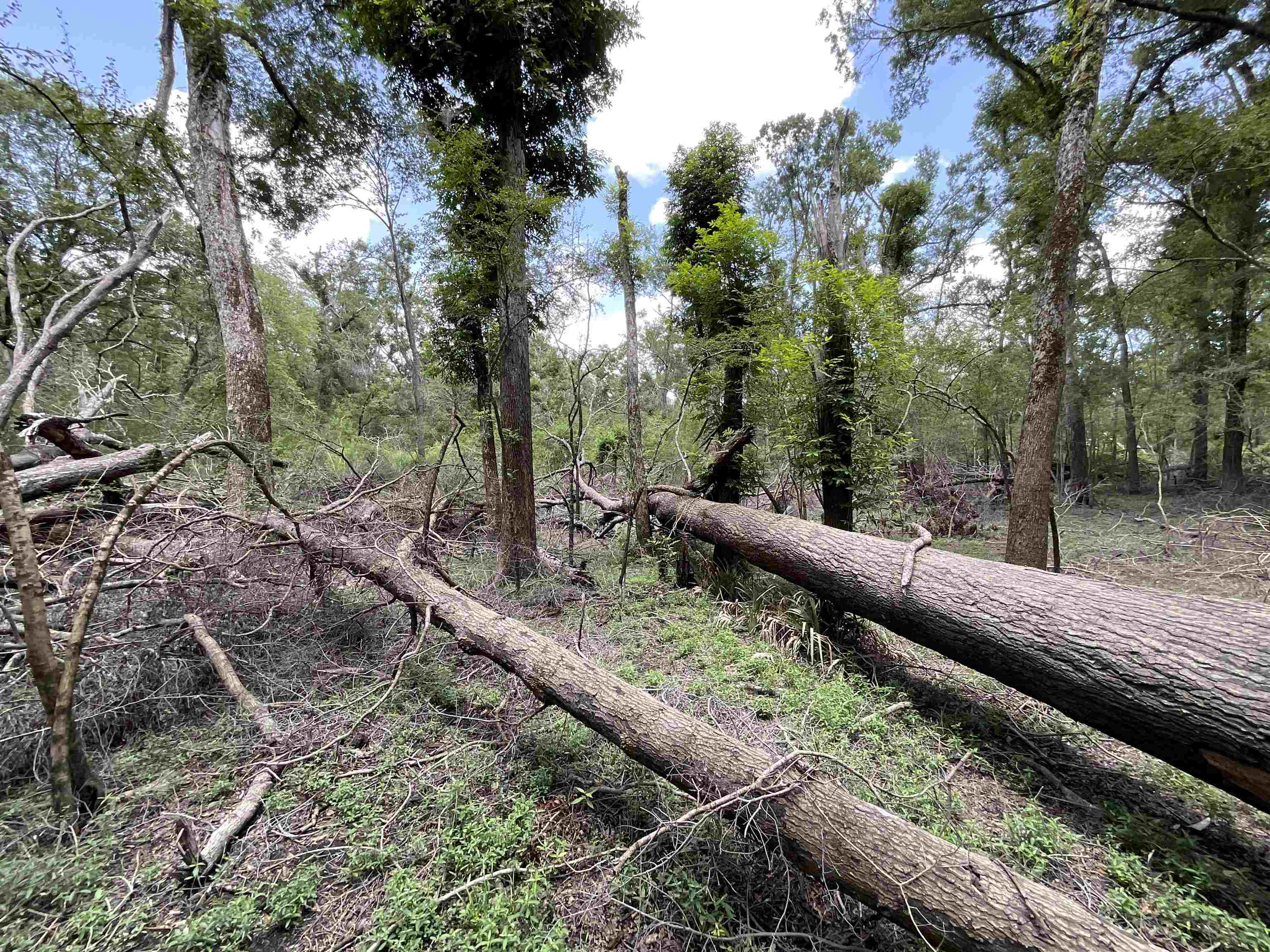 Vacant NW Little Deer Trail, Mayo, Florida image 17