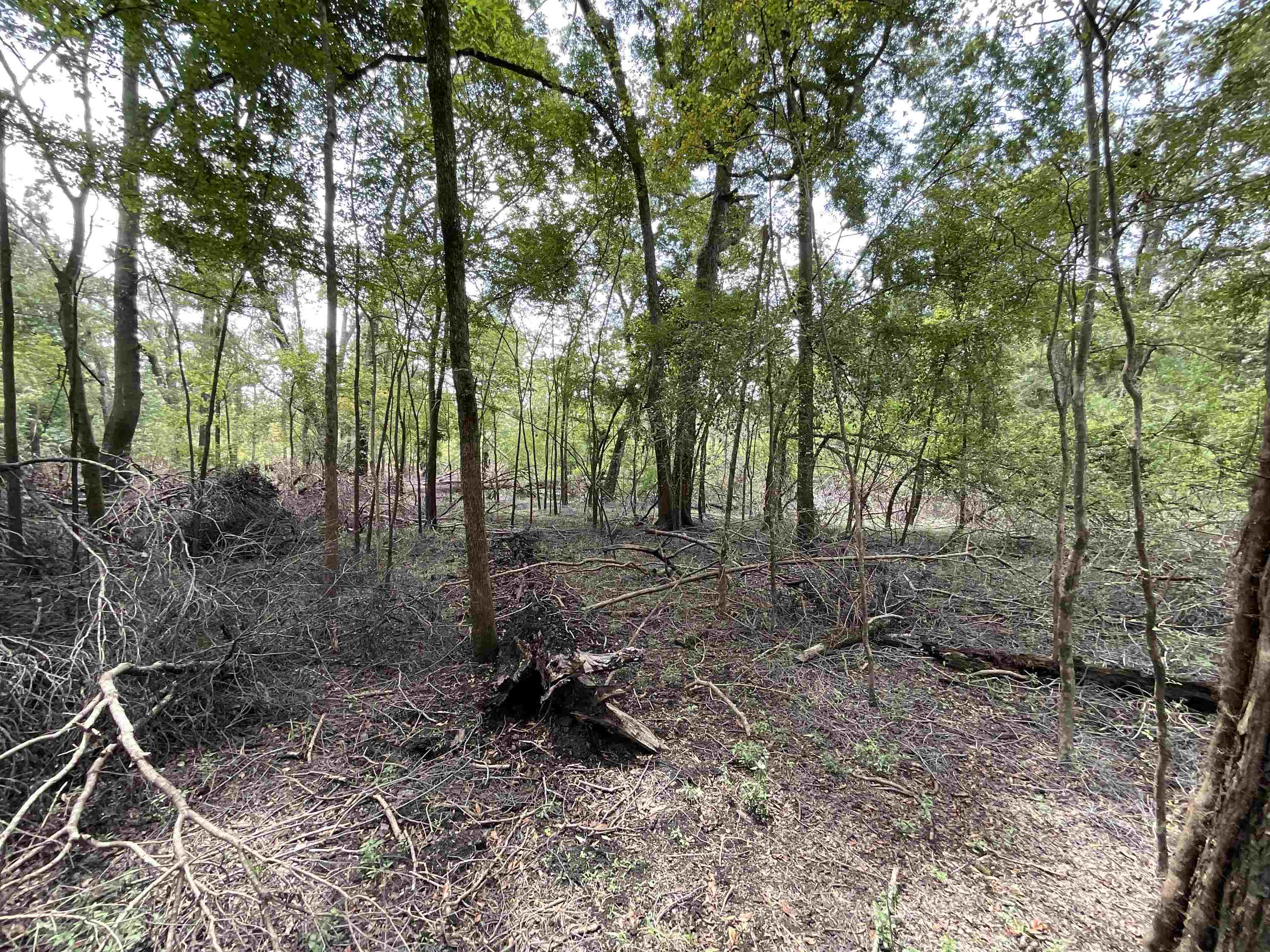 Vacant NW Little Deer Trail, Mayo, Florida image 18