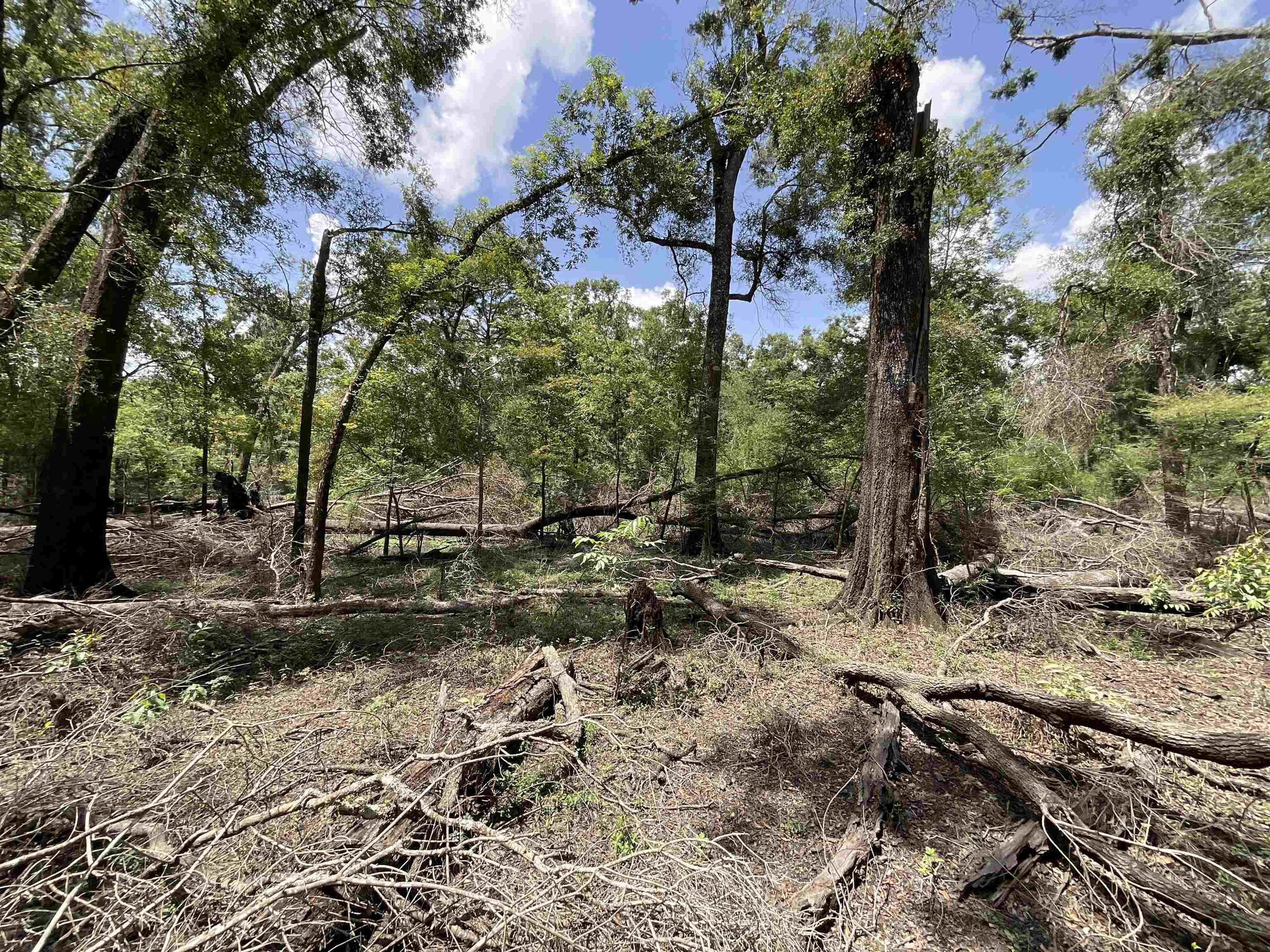 Vacant NW Little Deer Trail, Mayo, Florida image 19