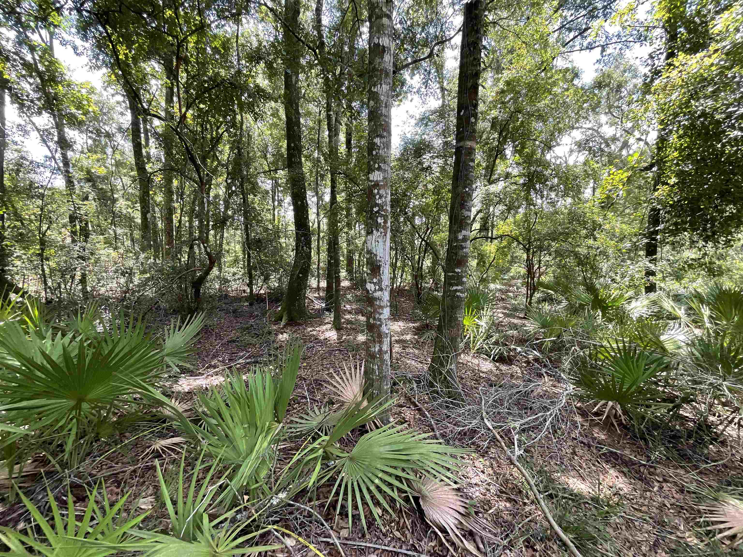 Vacant NW Little Deer Trail, Mayo, Florida image 21