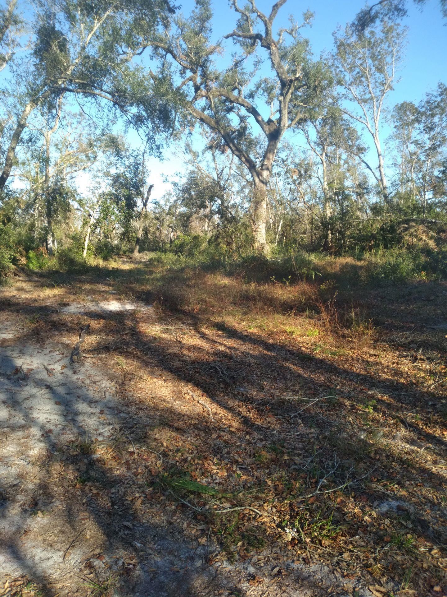 Vacant NW Little Deer Trail, Mayo, Florida image 24