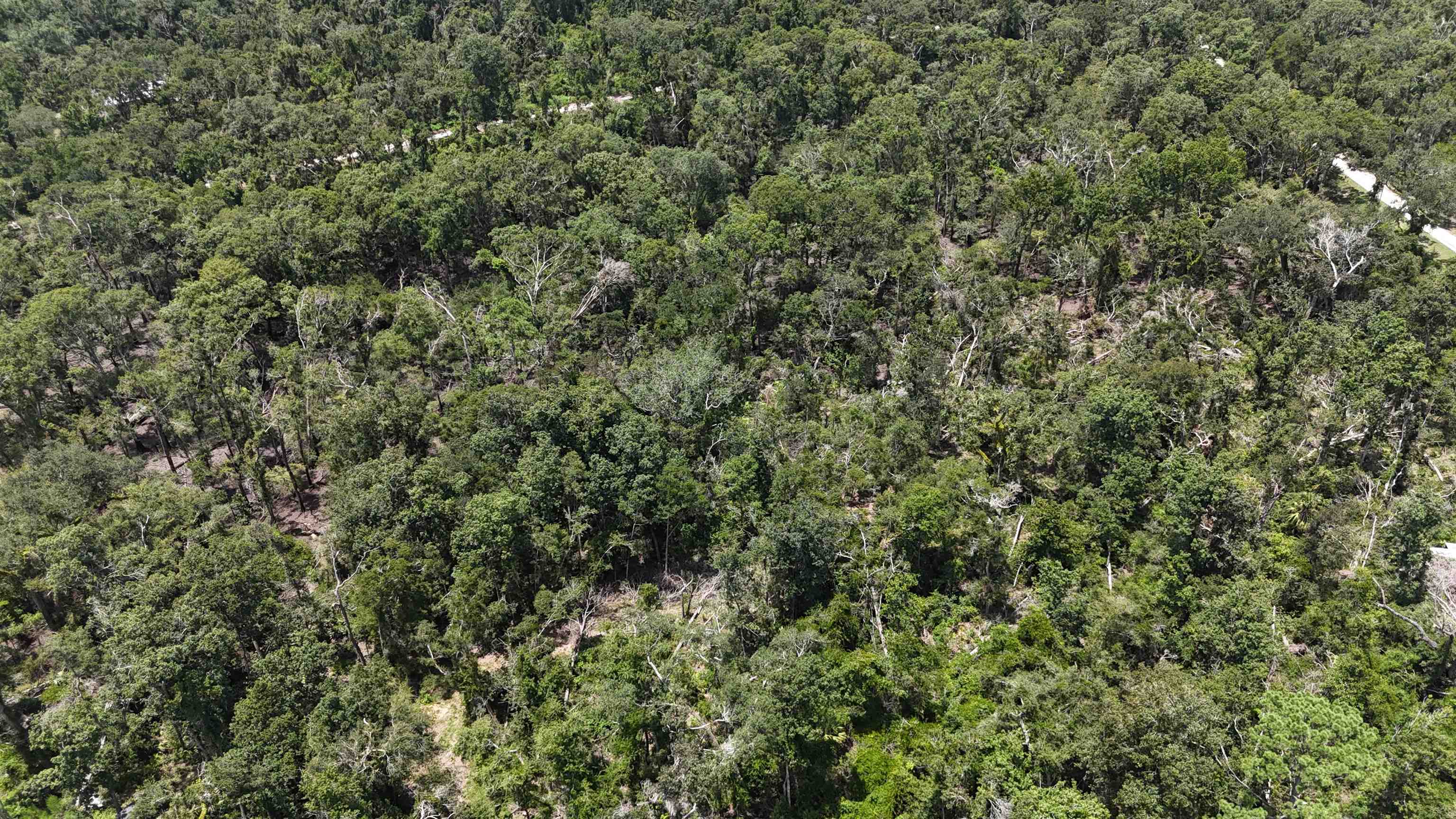 Vacant NW Little Deer Trail, Mayo, Florida image 33