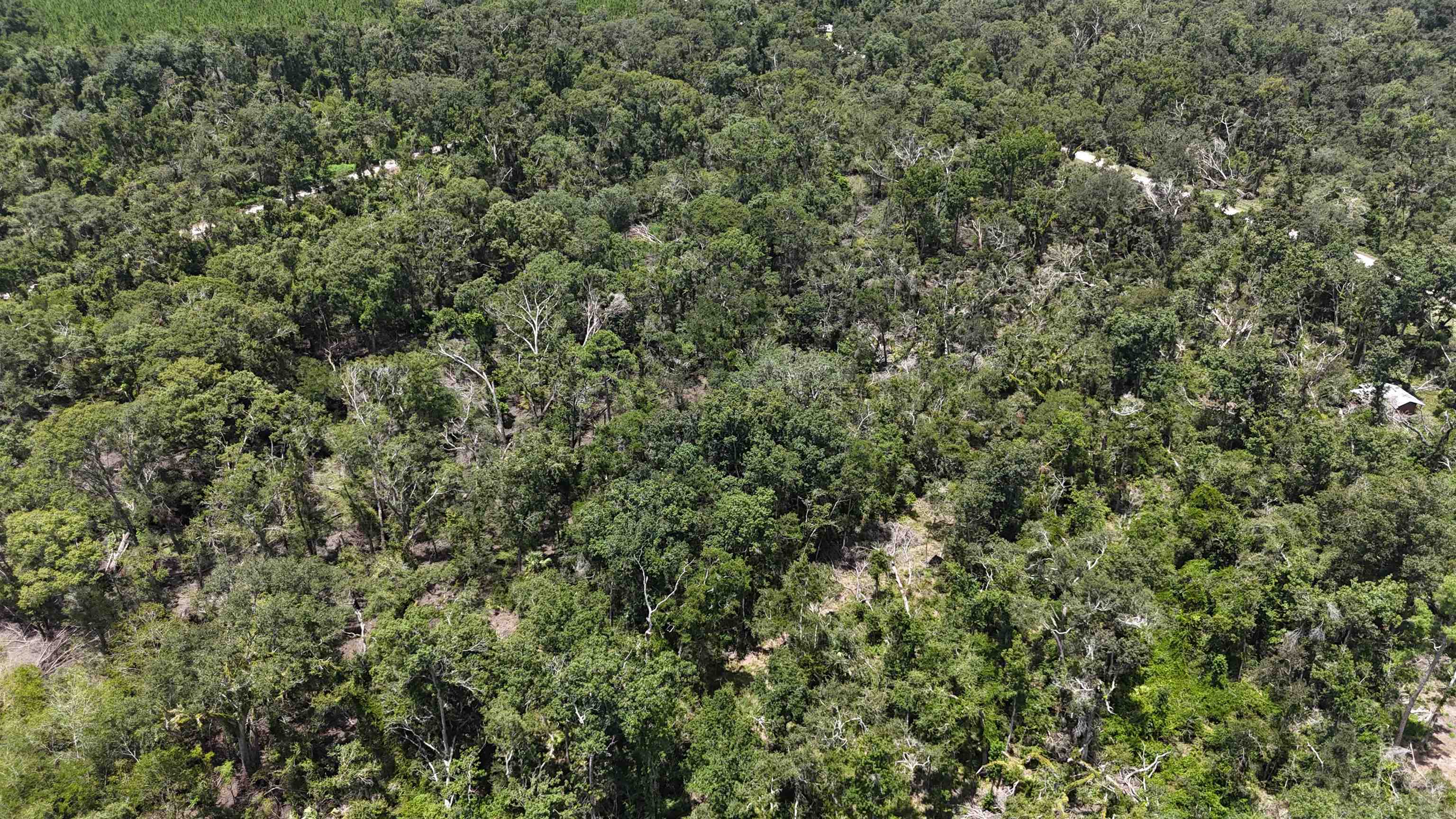 Vacant NW Little Deer Trail, Mayo, Florida image 35