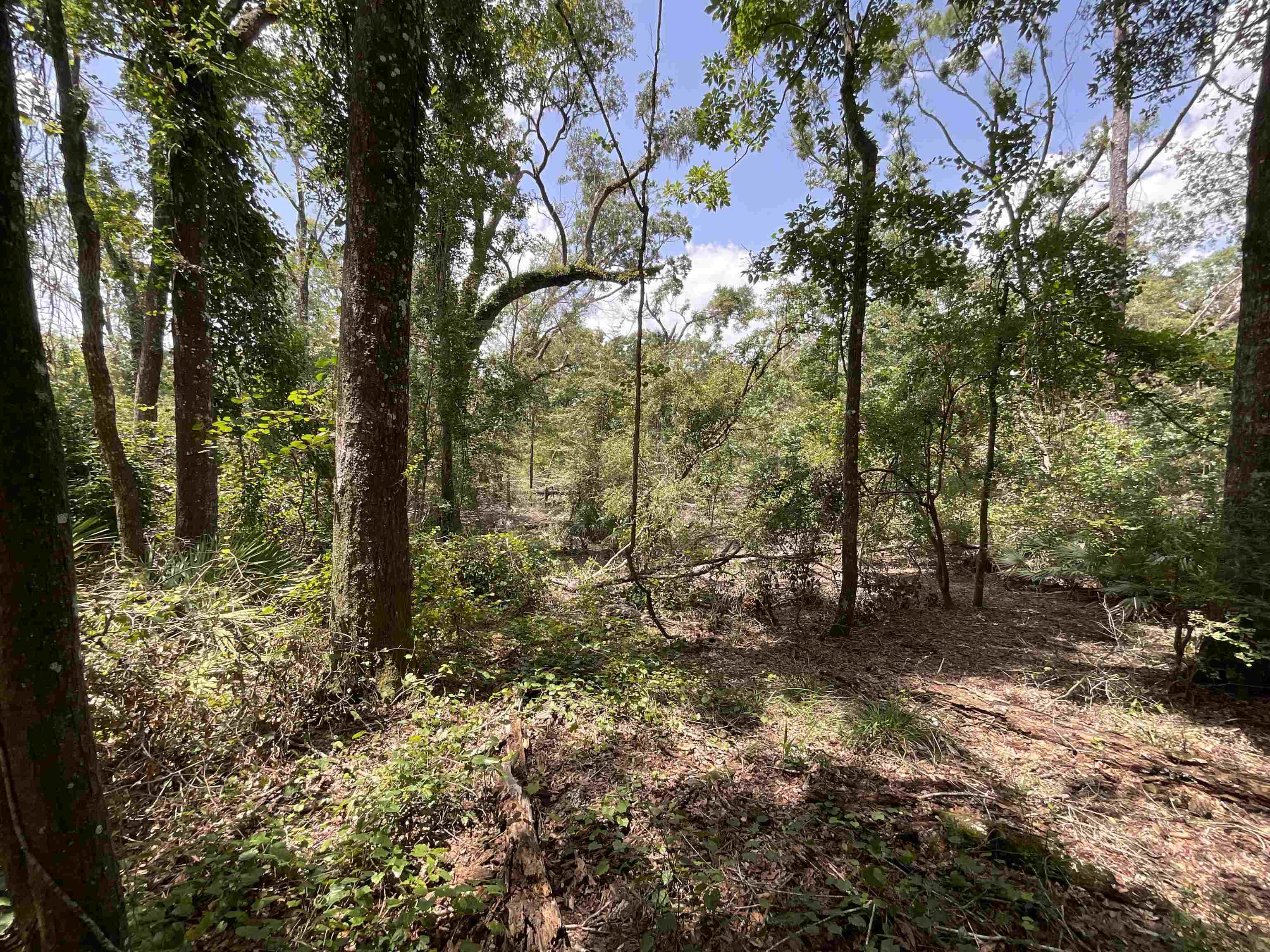 Vacant NW Little Deer Trail, Mayo, Florida image 4