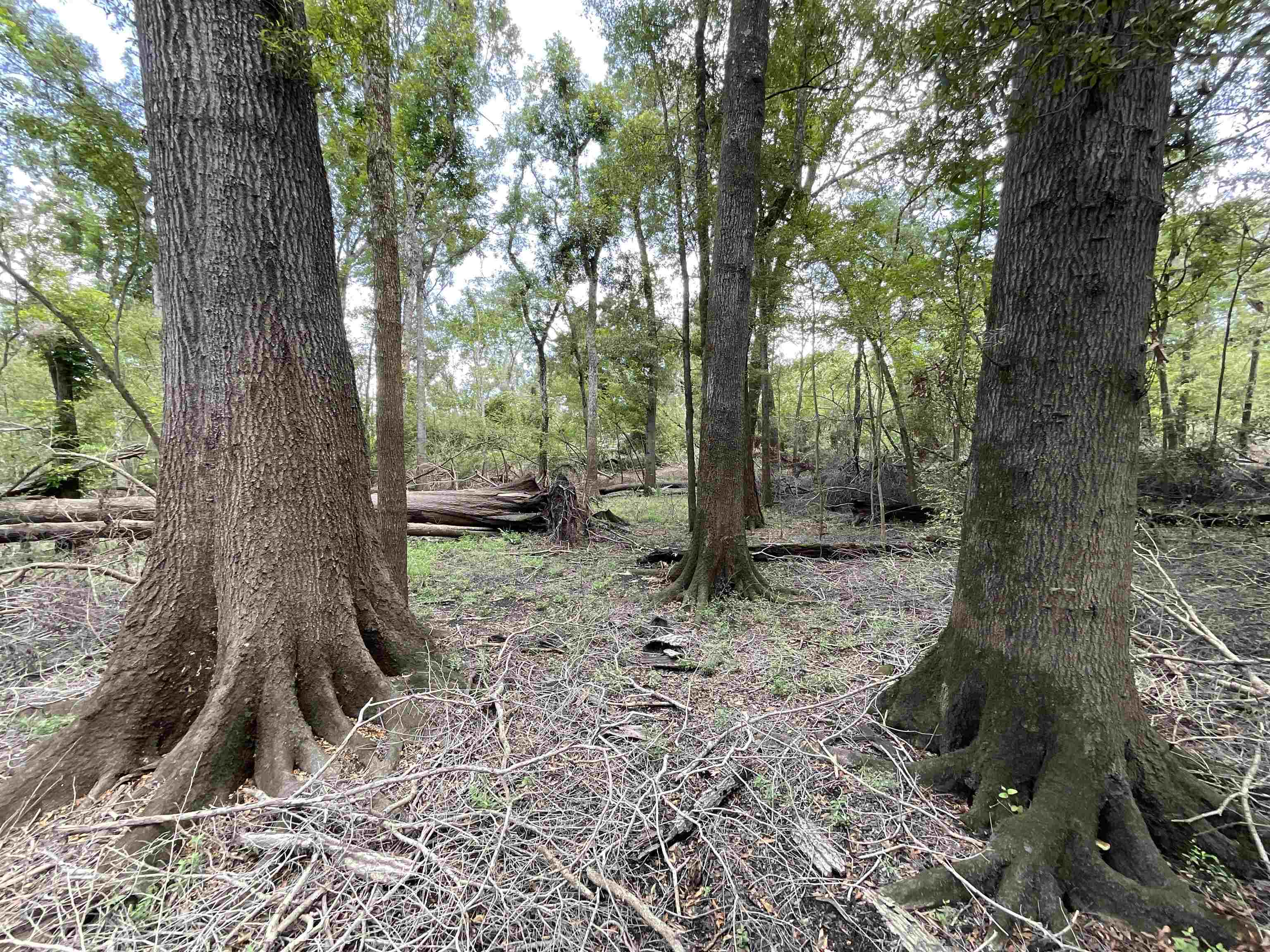 Vacant NW Little Deer Trail, Mayo, Florida image 5