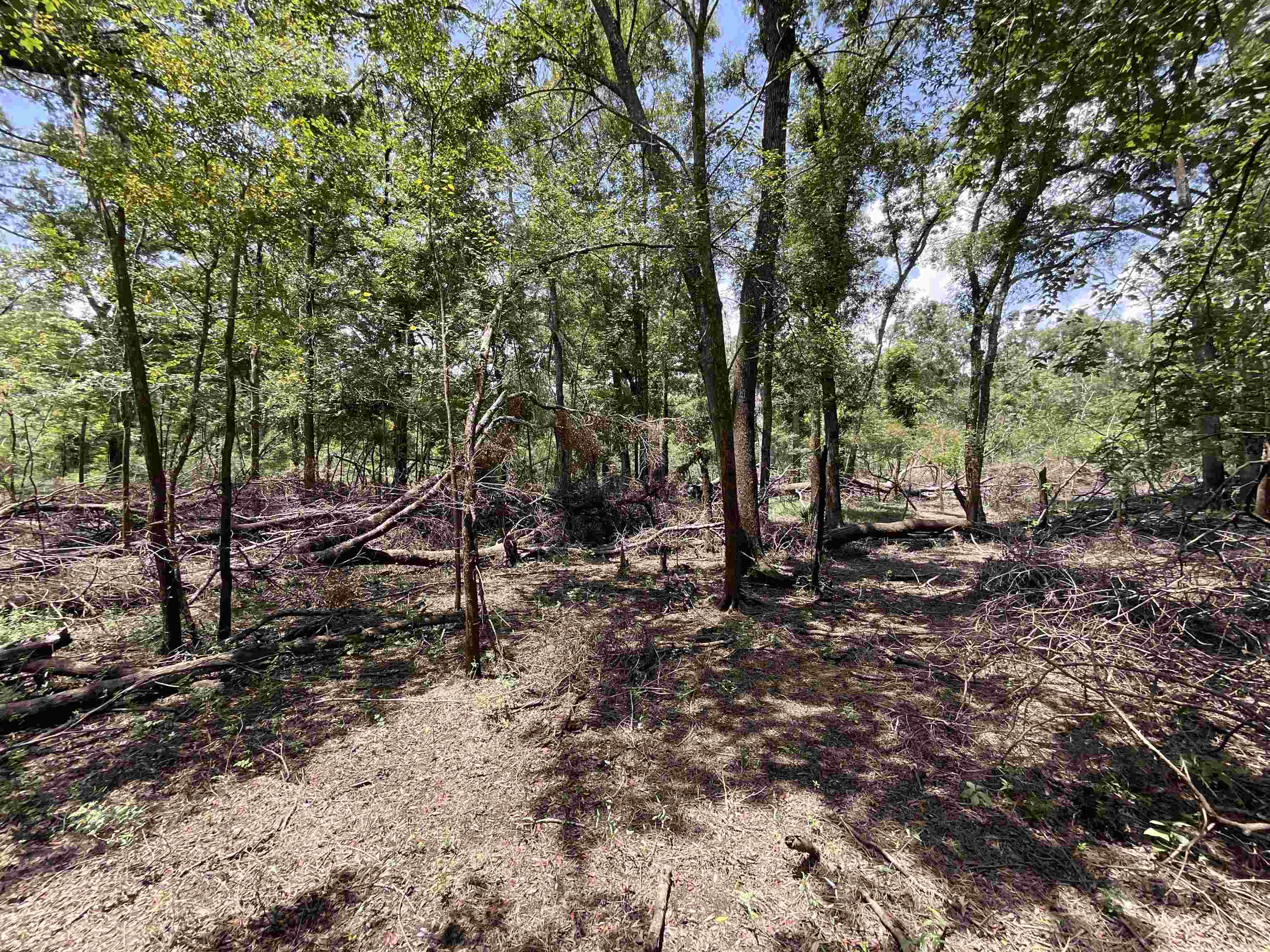 Vacant NW Little Deer Trail, Mayo, Florida image 6