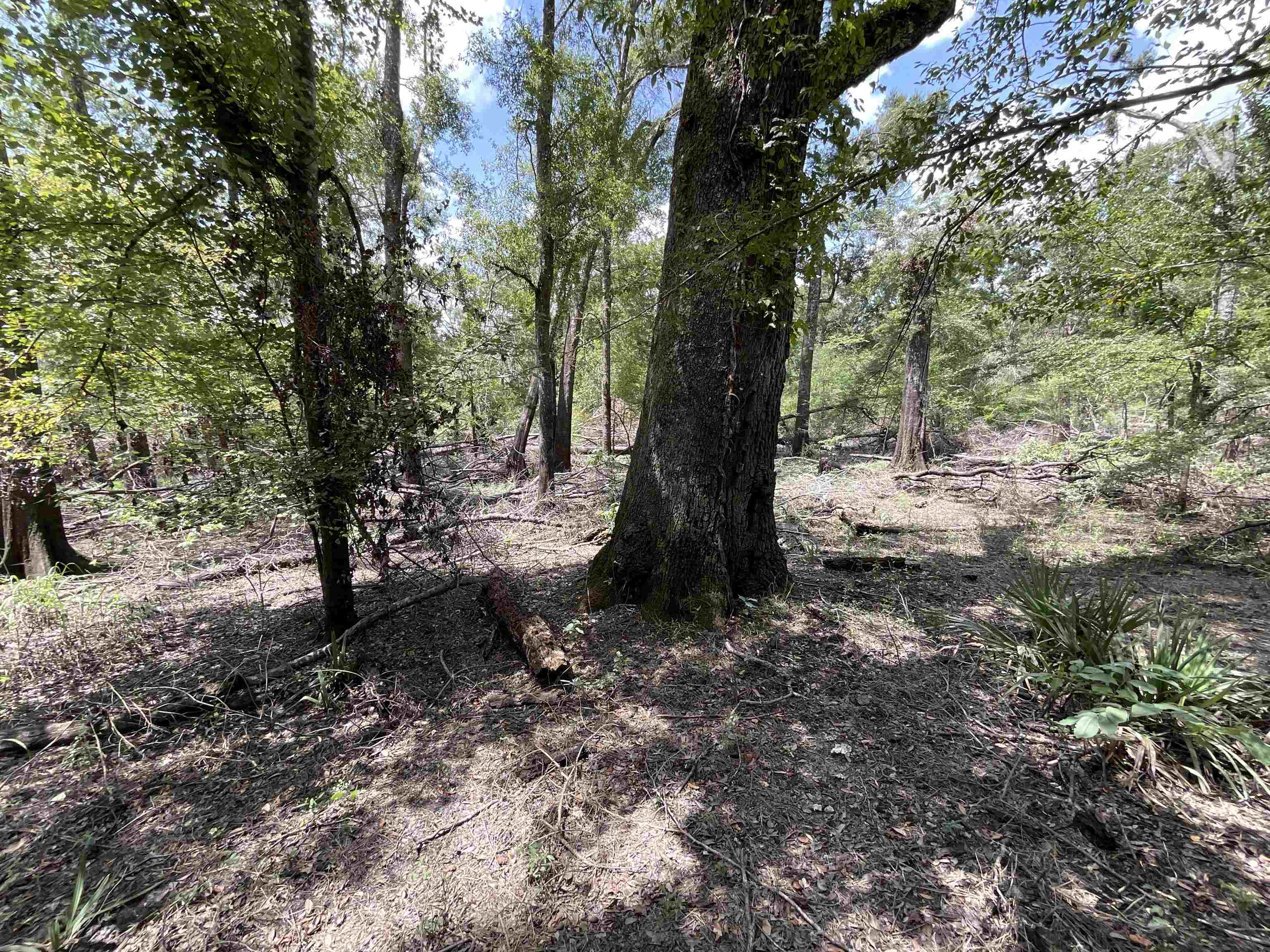 Vacant NW Little Deer Trail, Mayo, Florida image 7