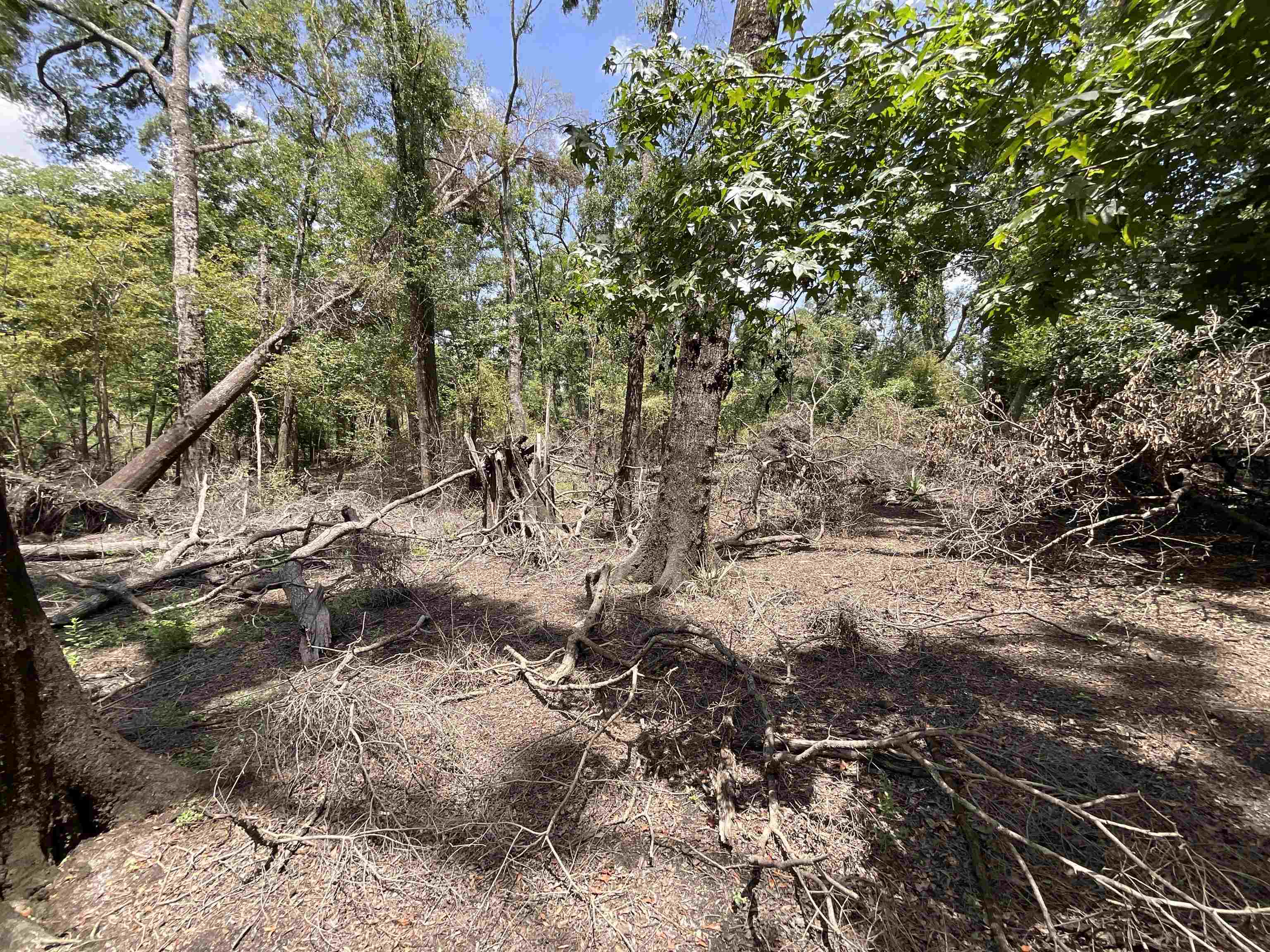 Vacant NW Little Deer Trail, Mayo, Florida image 8