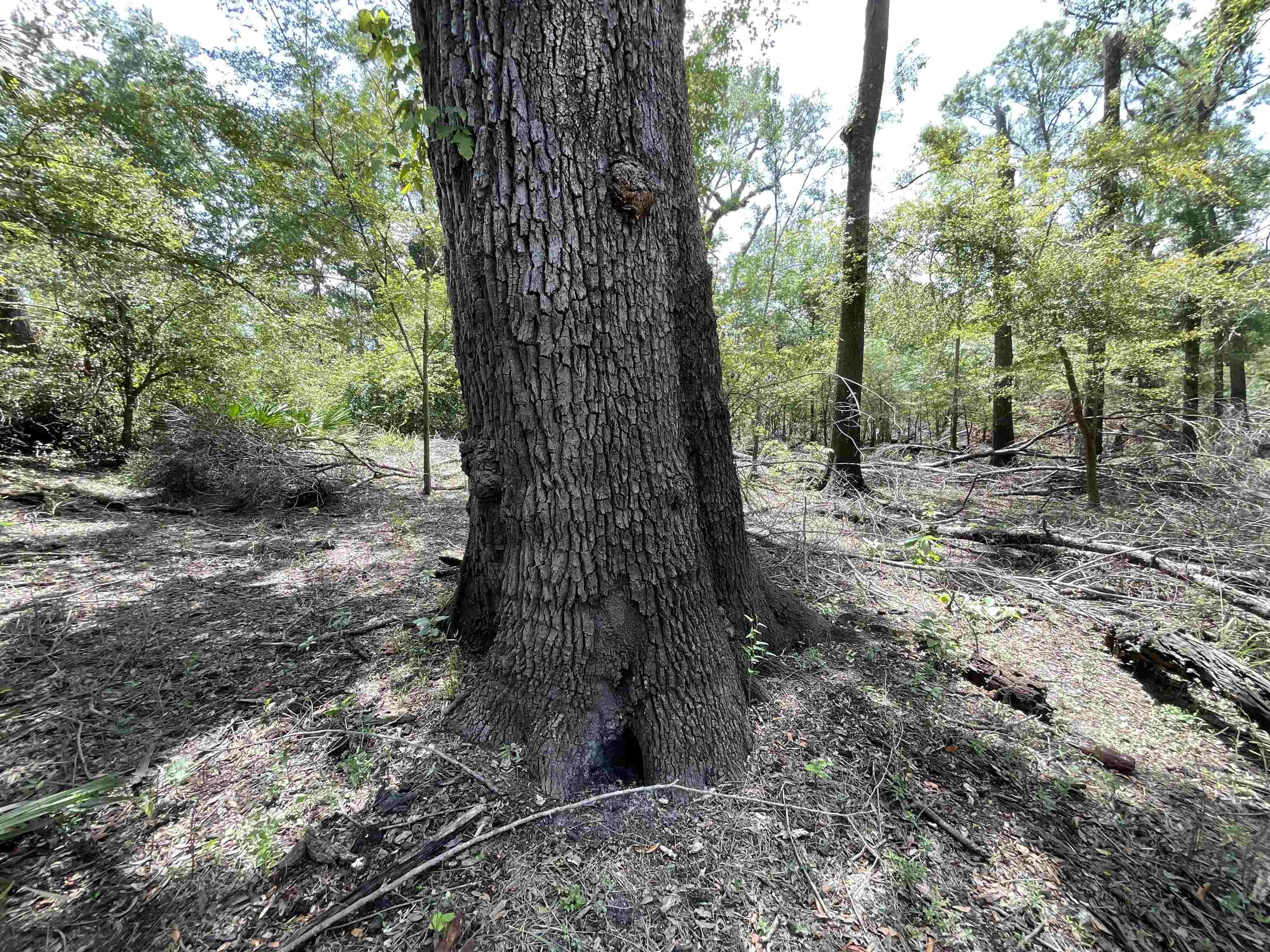 Vacant NW Little Deer Trail, Mayo, Florida image 9