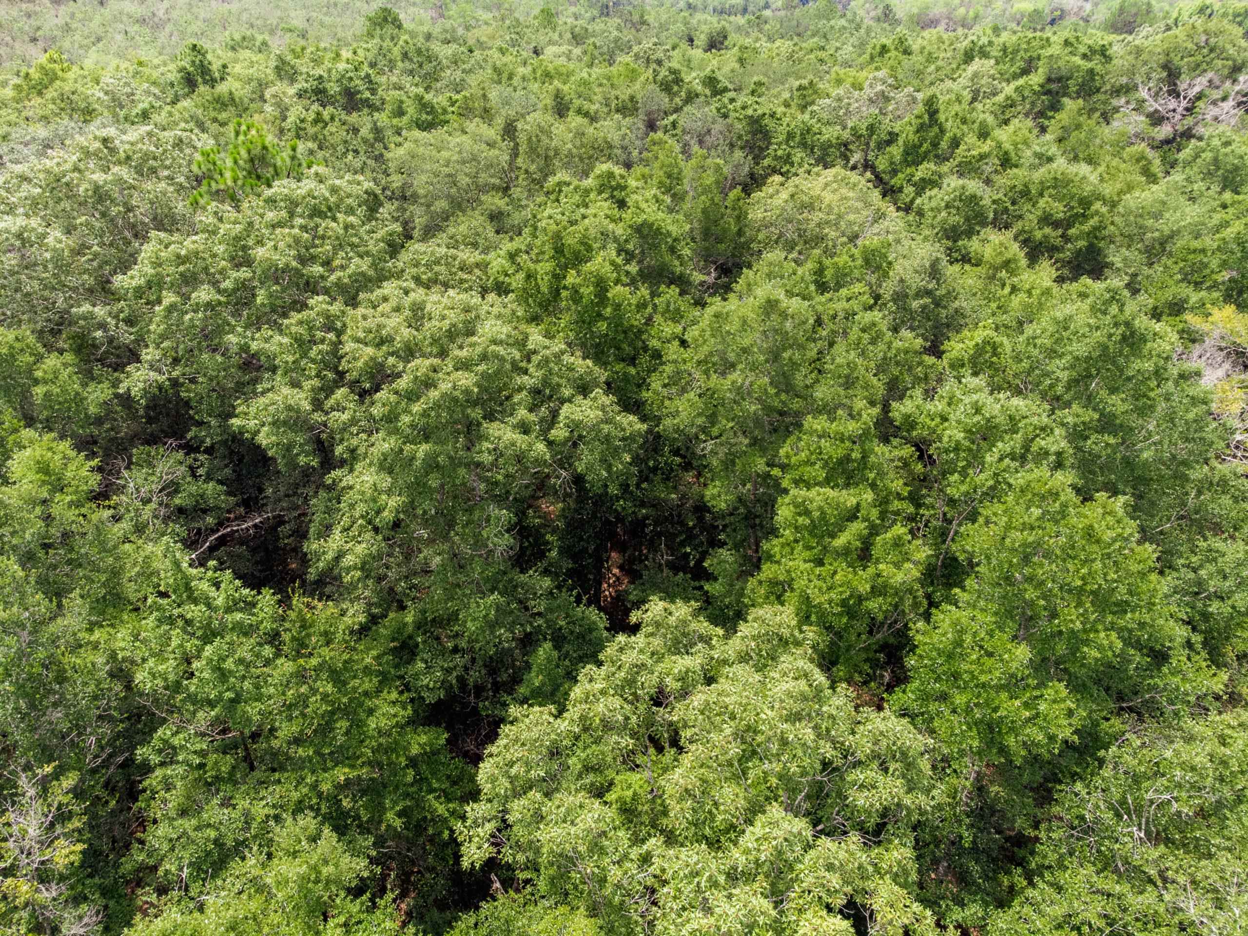 TBD Harcus Road, BONIFAY, Florida image 12