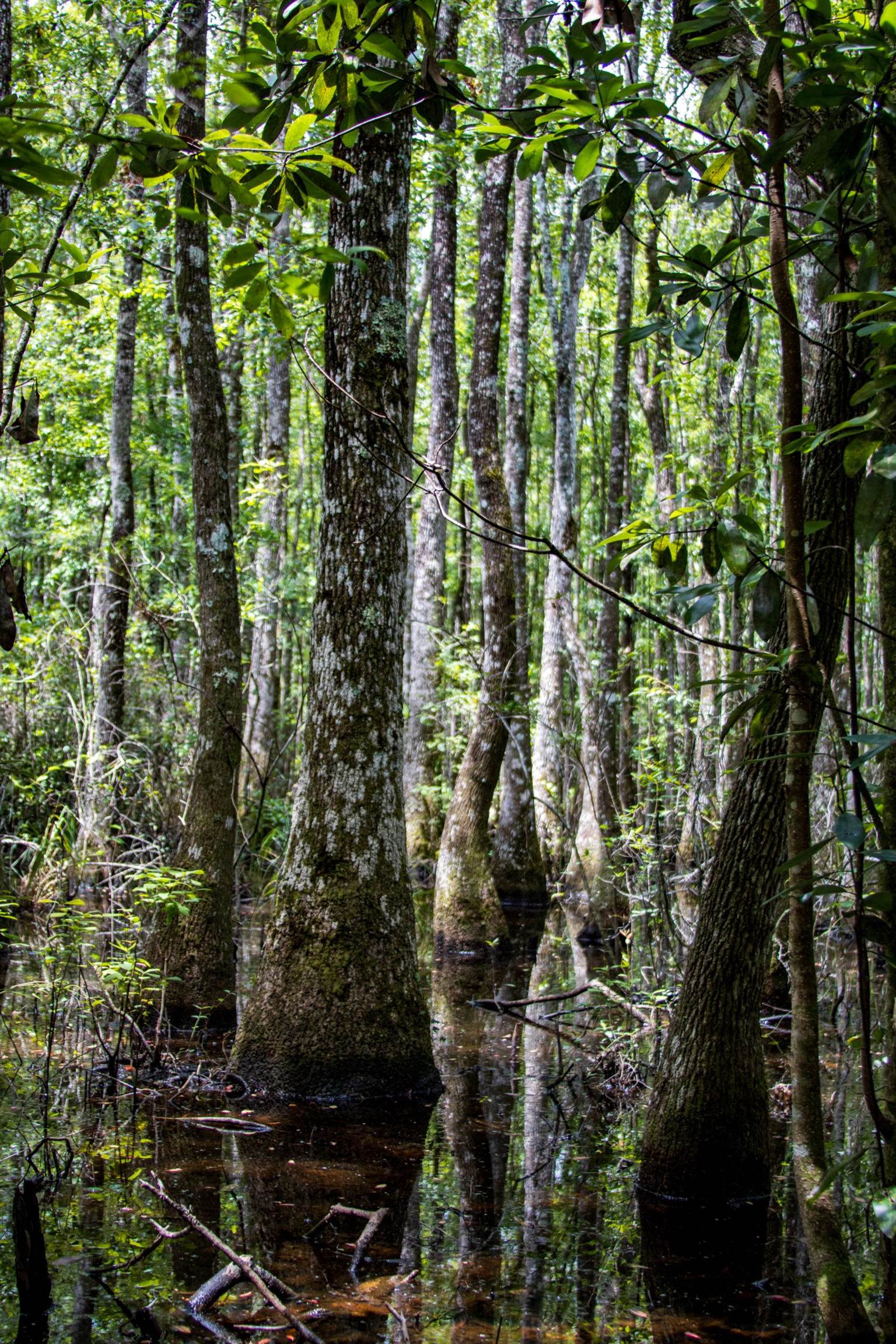 TBD Harcus Road, BONIFAY, Florida image 25