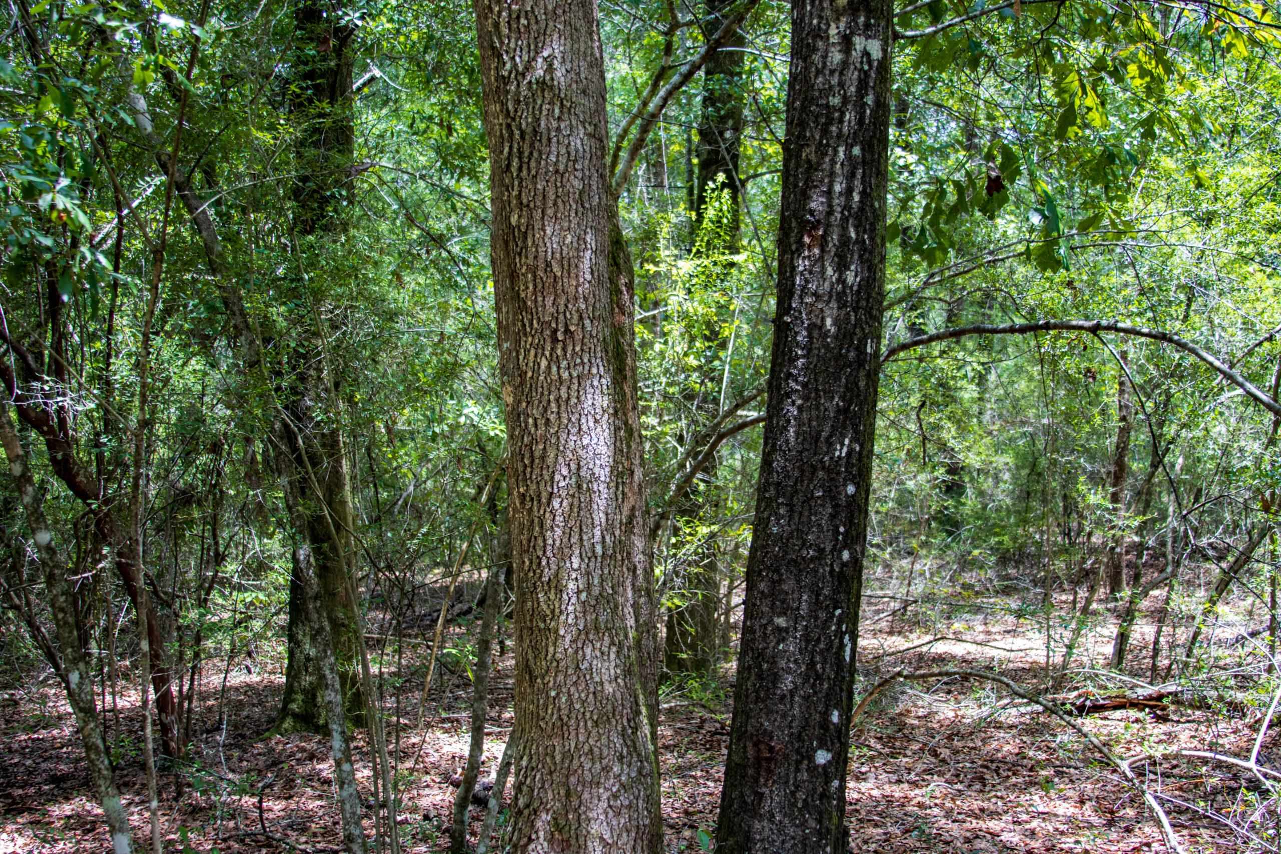 TBD Harcus Road, BONIFAY, Florida image 26