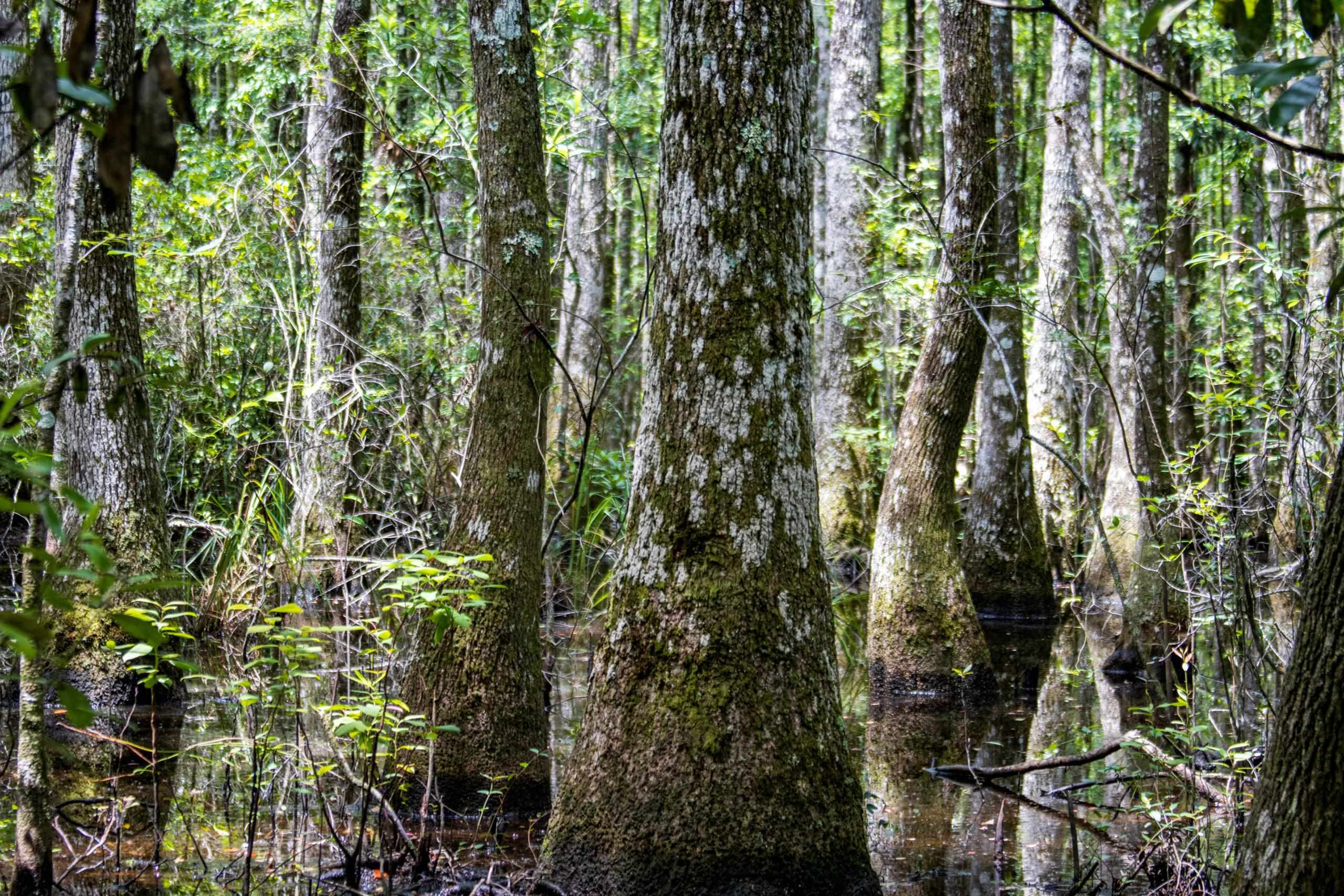 TBD Harcus Road, BONIFAY, Florida image 28