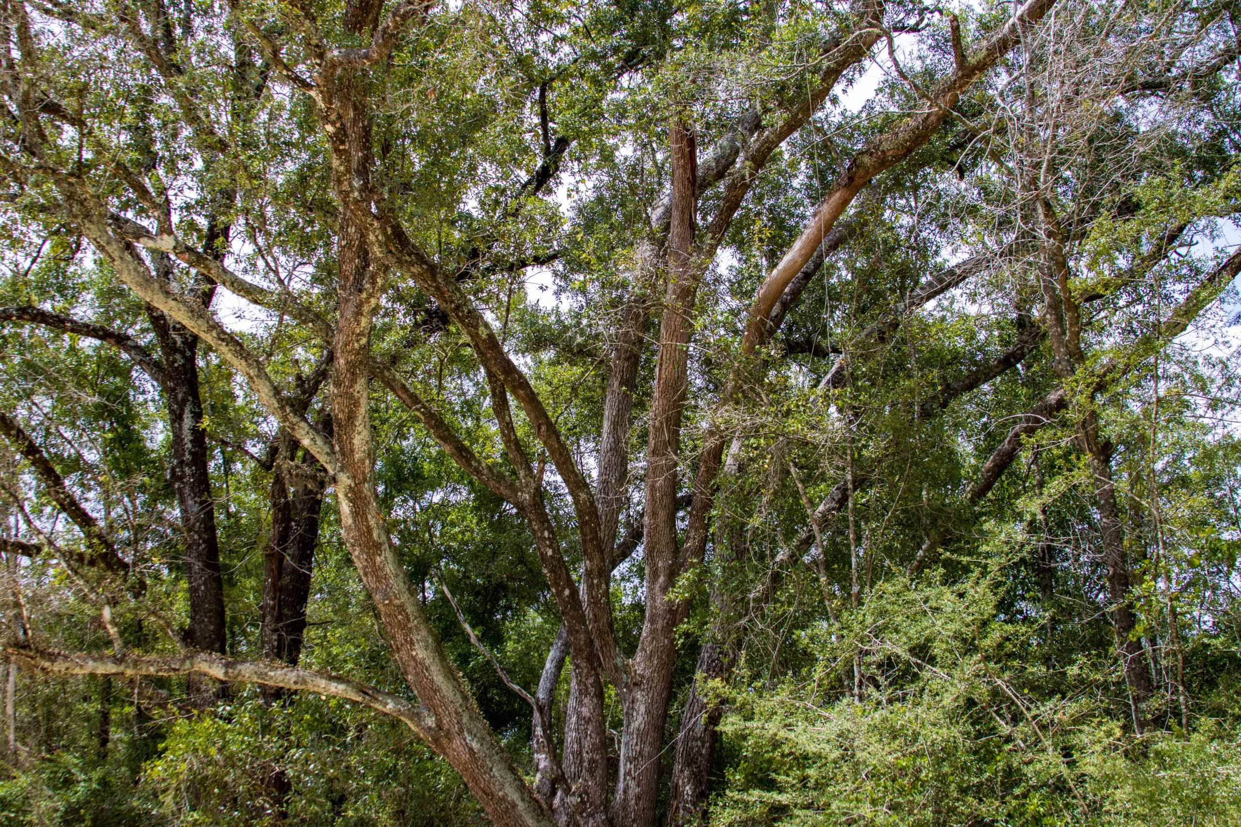 TBD Harcus Road, BONIFAY, Florida image 9