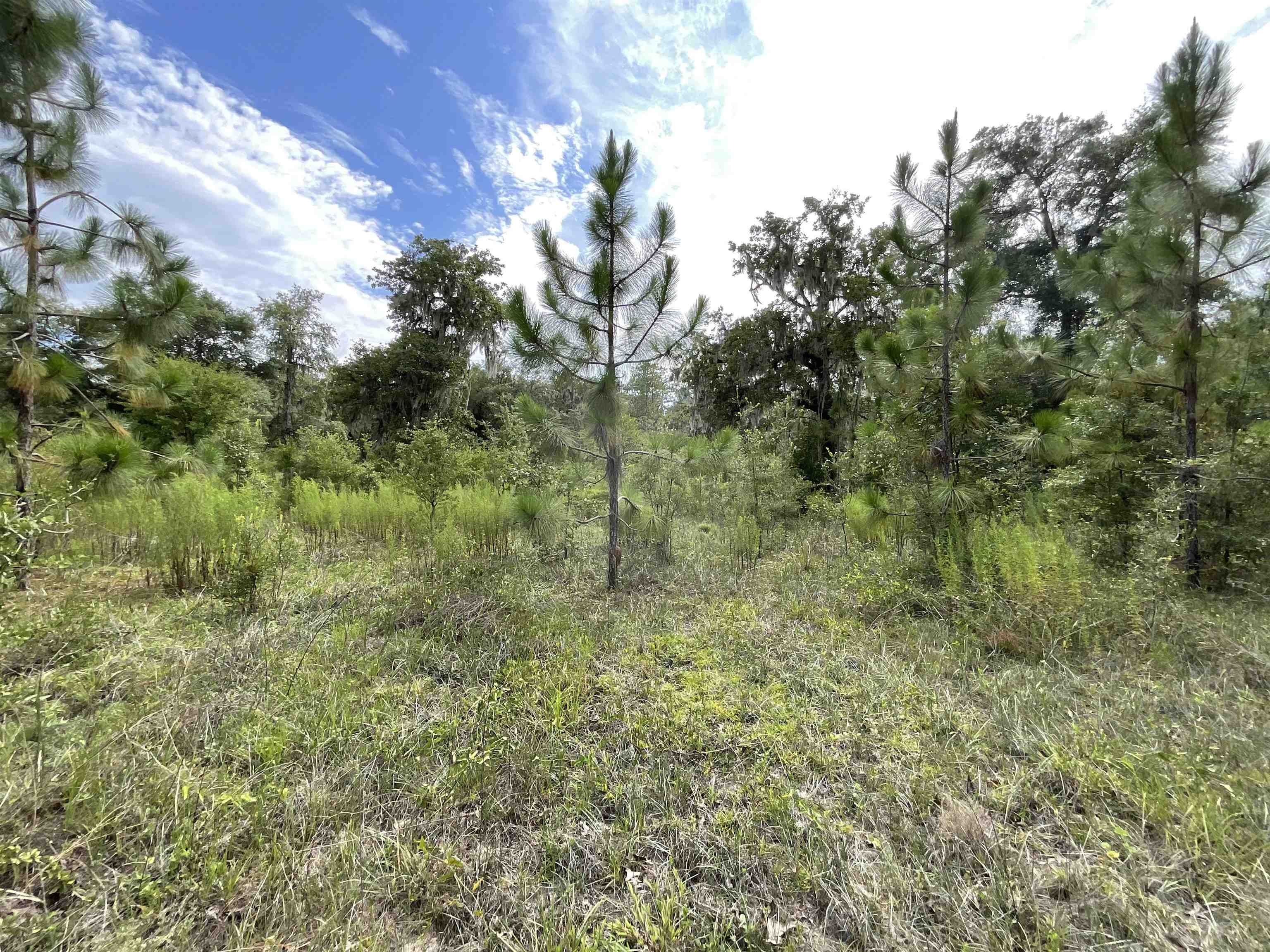 Vacant *Lot 58* NE Blackjack Loop #1, LEE, Florida image 12