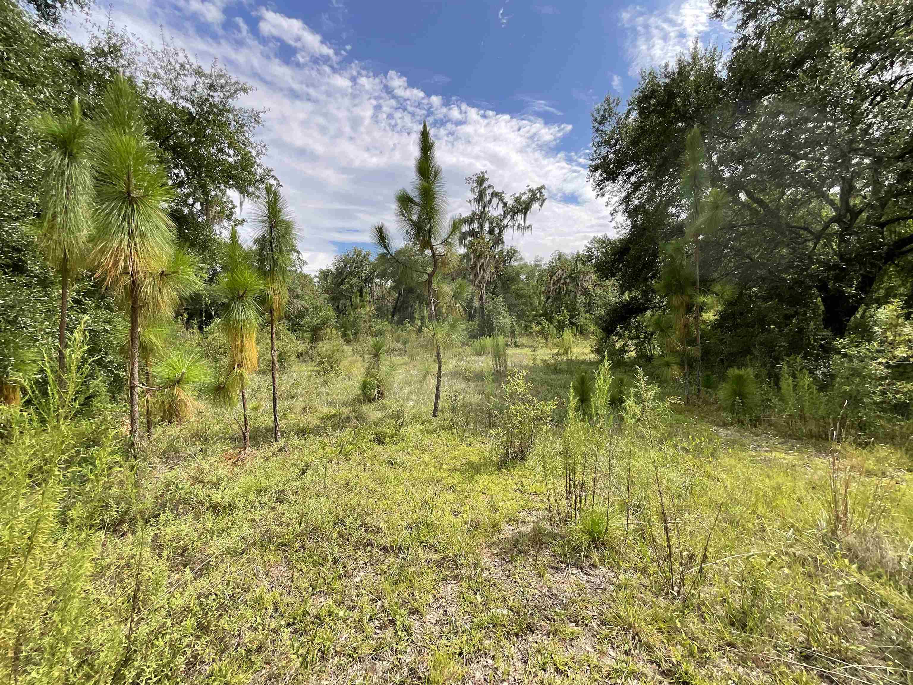 Vacant *Lot 58* NE Blackjack Loop #1, LEE, Florida image 8