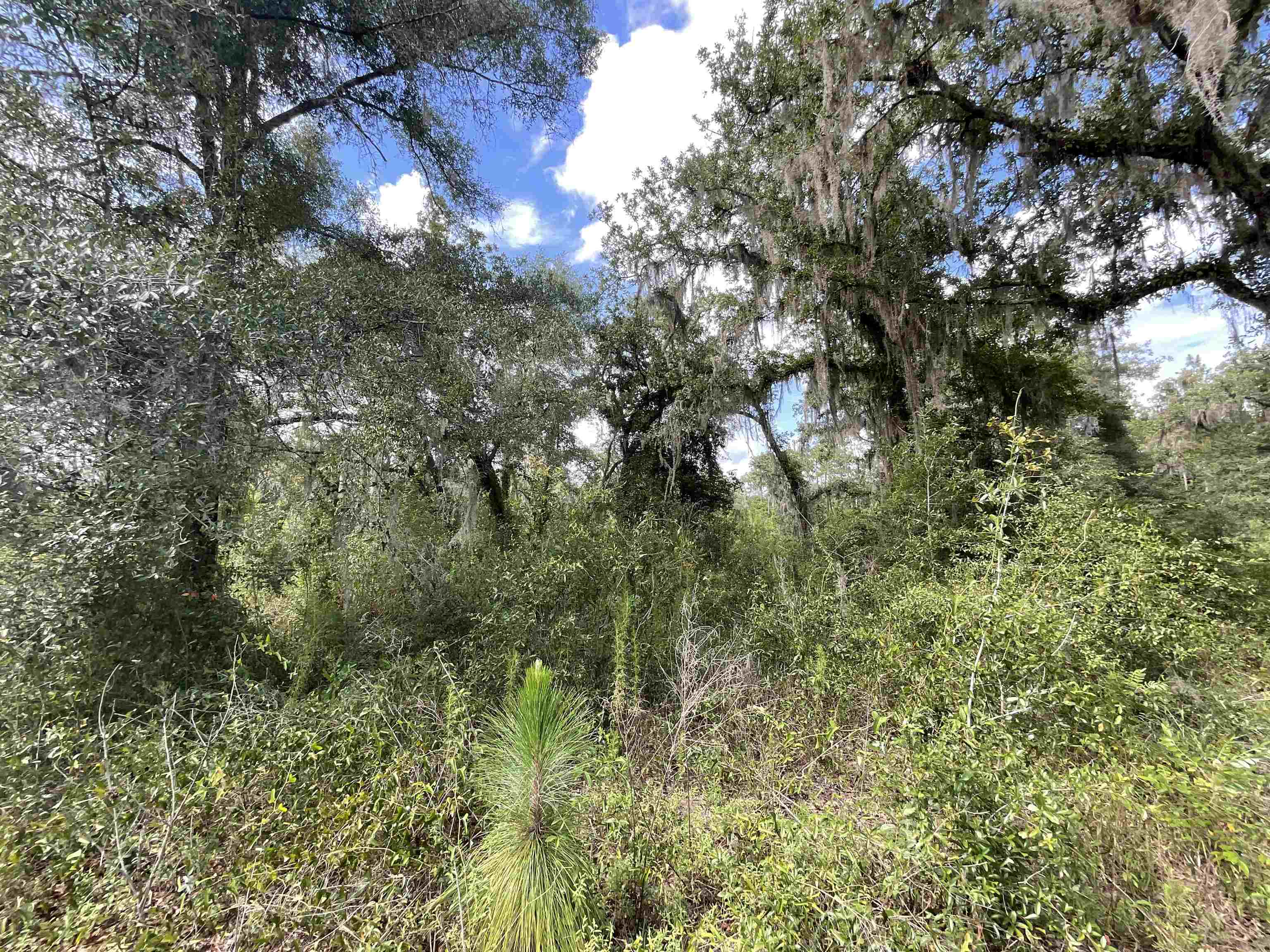 *Lot 57* Vacant NE Blackjack Loop #1, LEE, Florida image 13