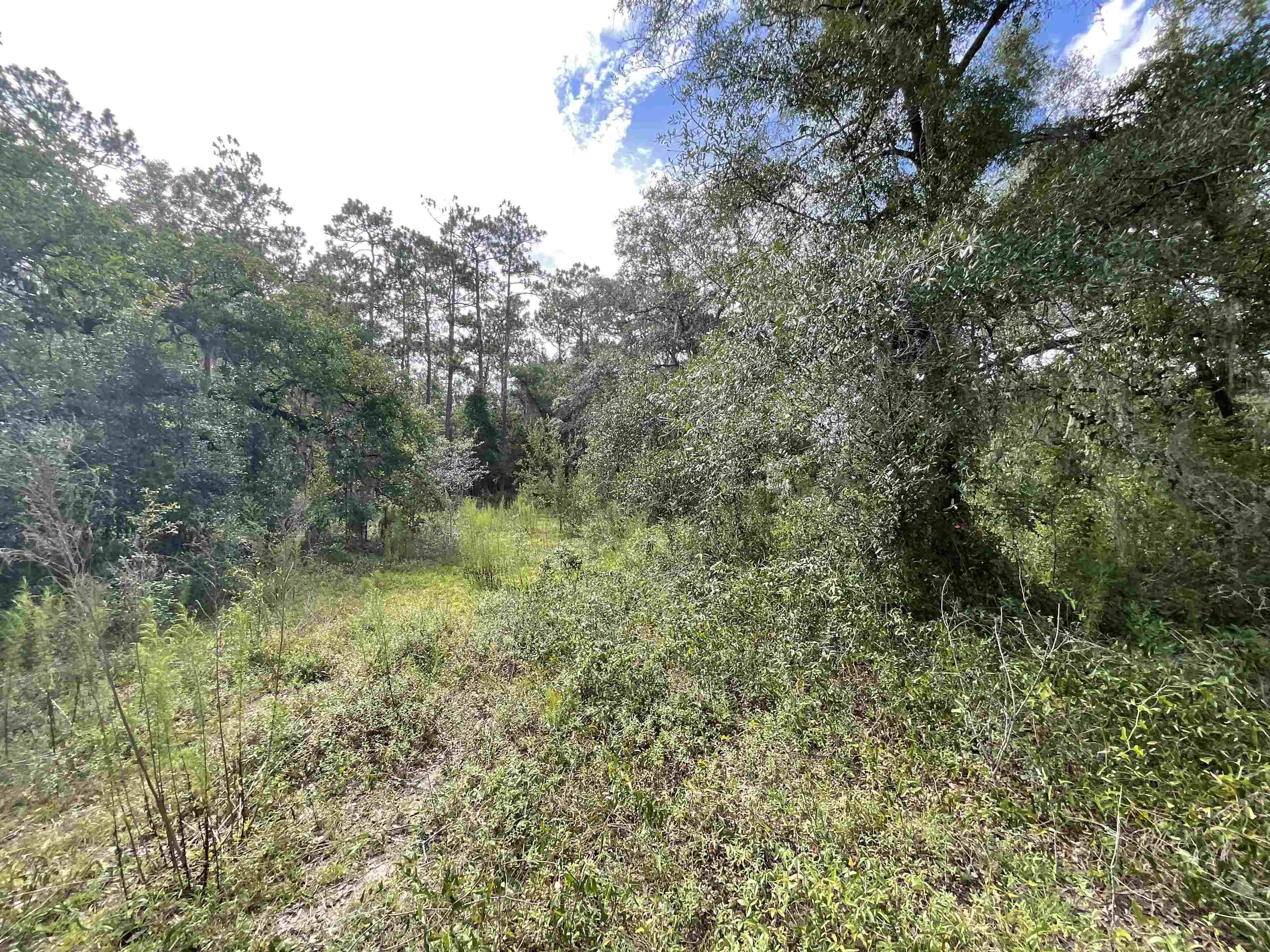 *Lot 57* Vacant NE Blackjack Loop #1, LEE, Florida image 15