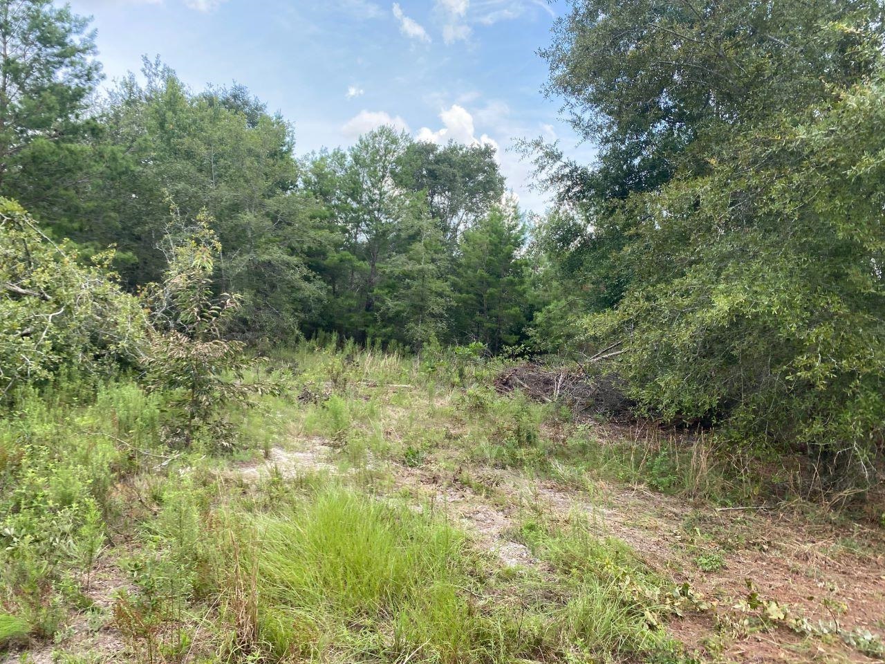 Vacant SE Parliament Trail, Lee, Florida image 6