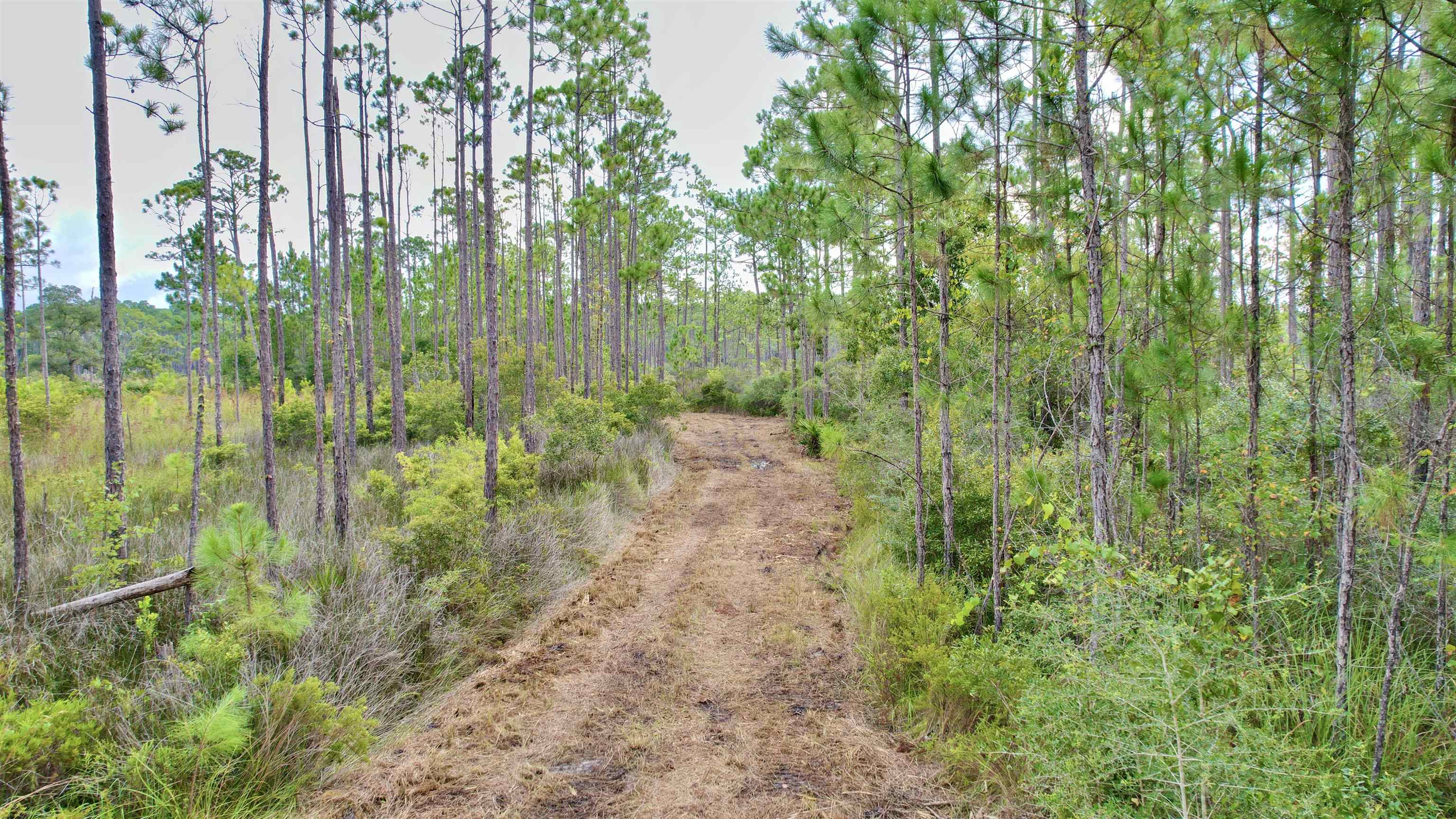 XX Mill Road, Carrabelle, Florida image 2