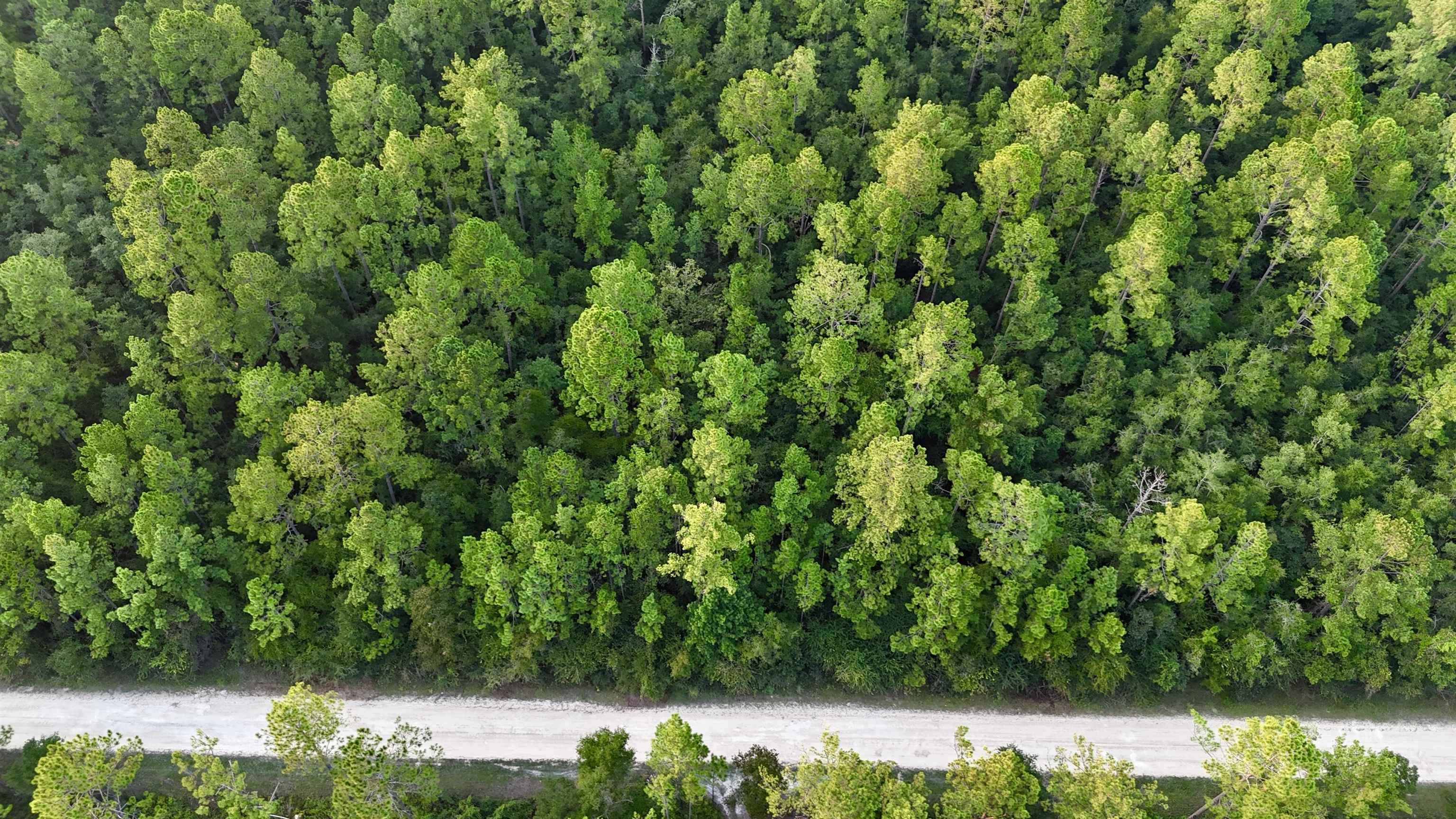 Lot # 4 Hunters Trace, Crawfordville, Florida image 13