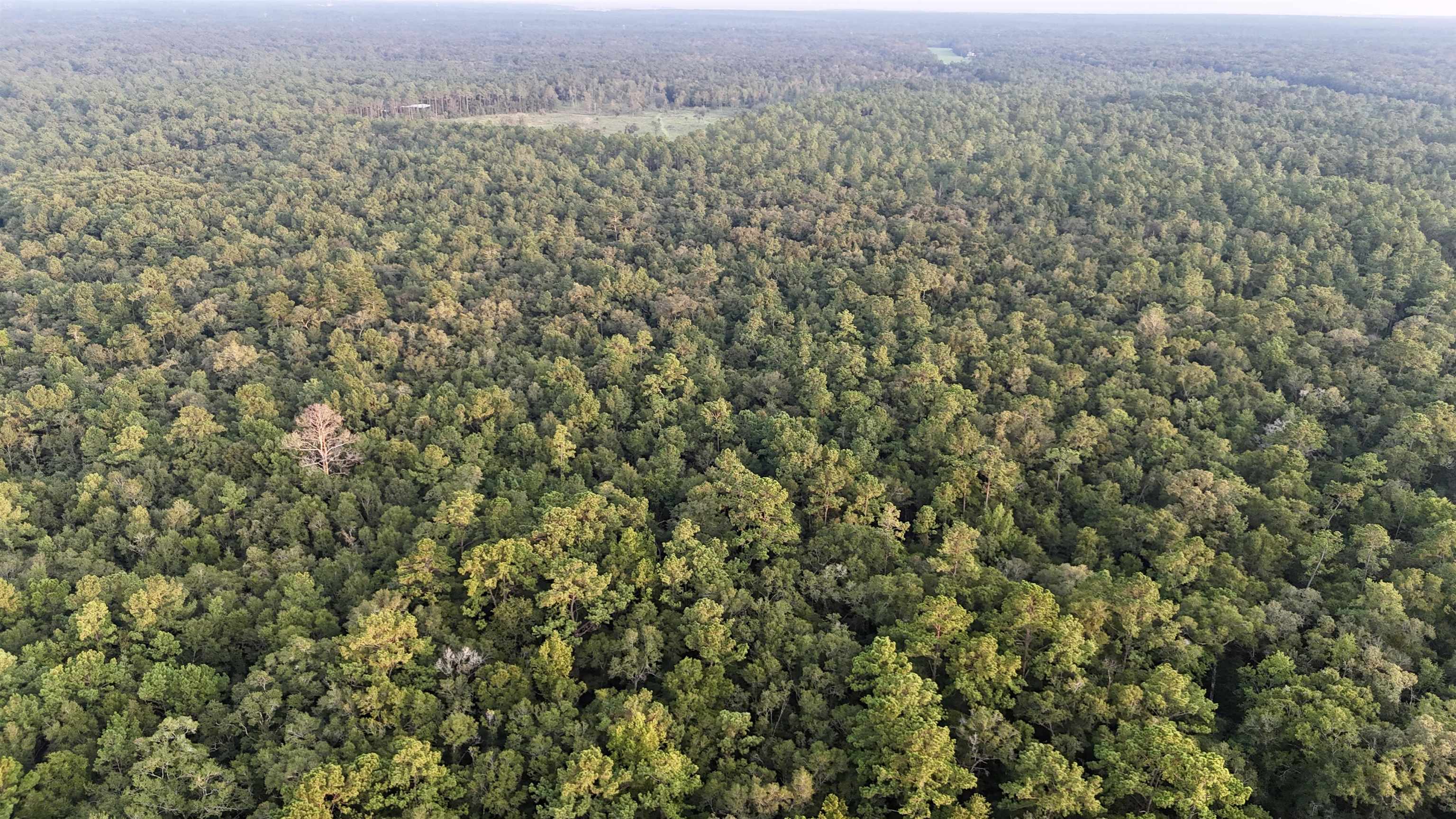 Lot # 4 Hunters Trace, Crawfordville, Florida image 14