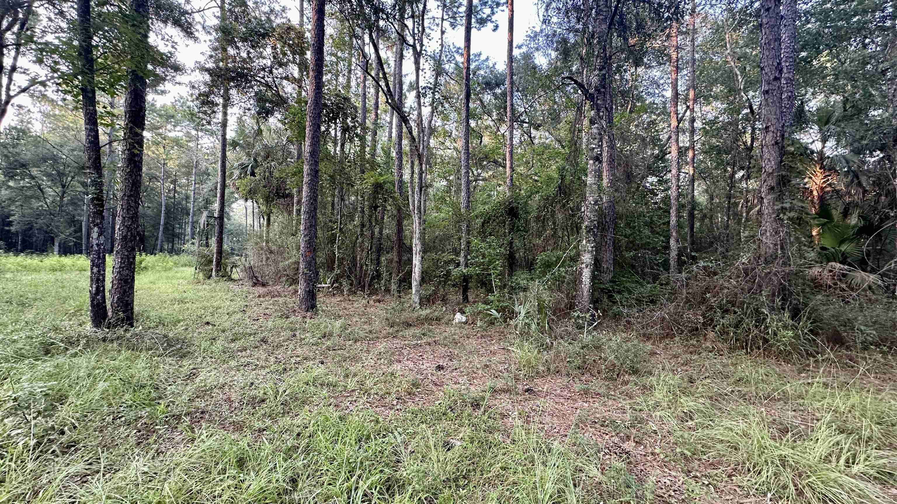 Lot # 4 Hunters Trace, Crawfordville, Florida image 28