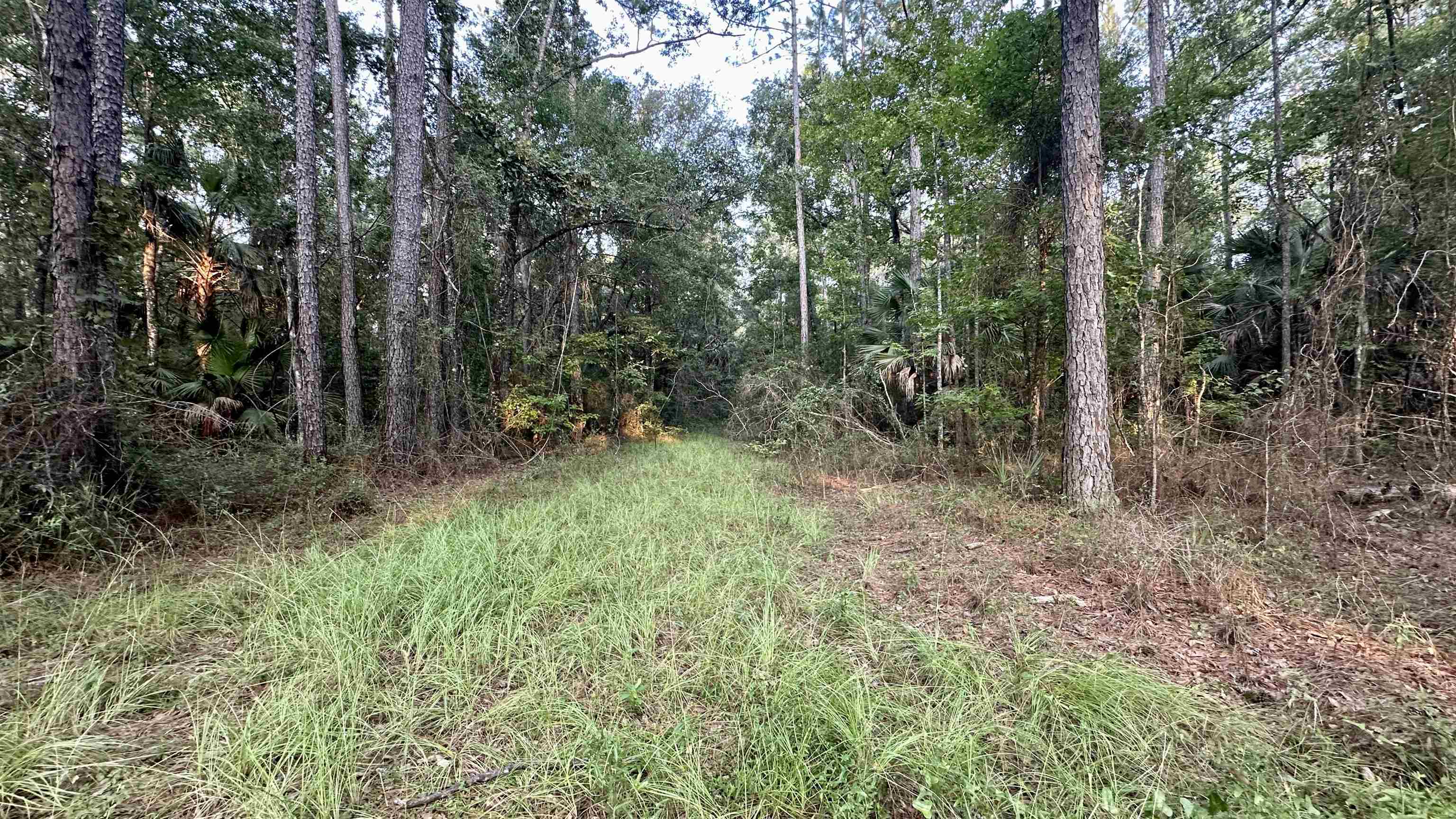 Lot # 4 Hunters Trace, Crawfordville, Florida image 29